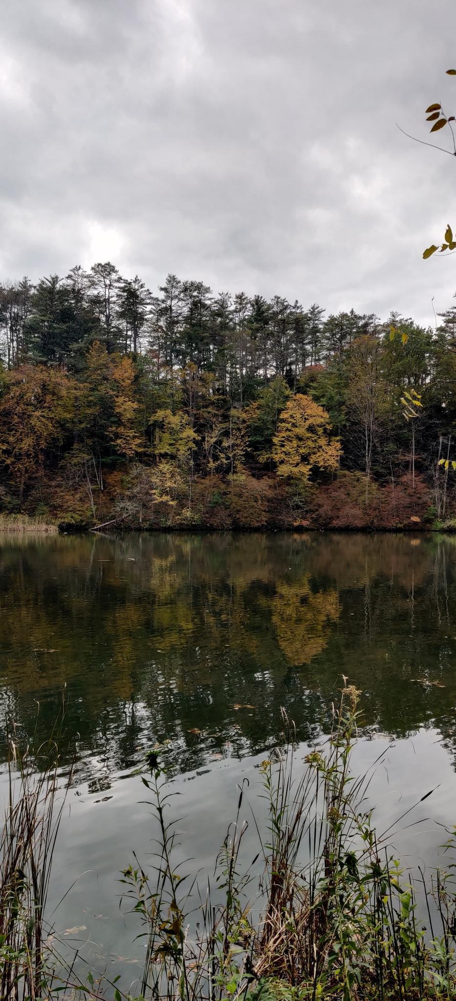 Overcast sky above a lake reflecting autumn trees and tall grasses.