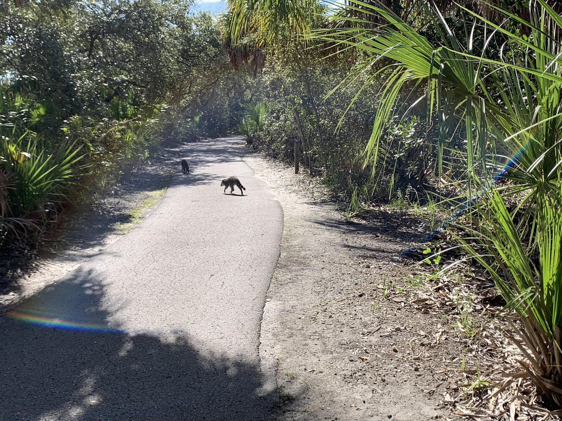 A small animal walks on a sunny paved path through lush green trees.