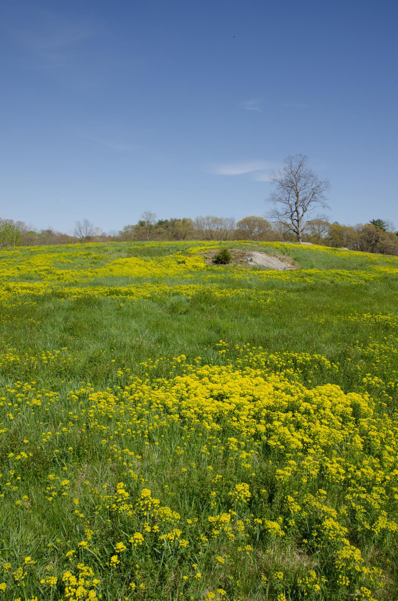 Sunny green field with yellow wildflowers and a bare tree on a hill.