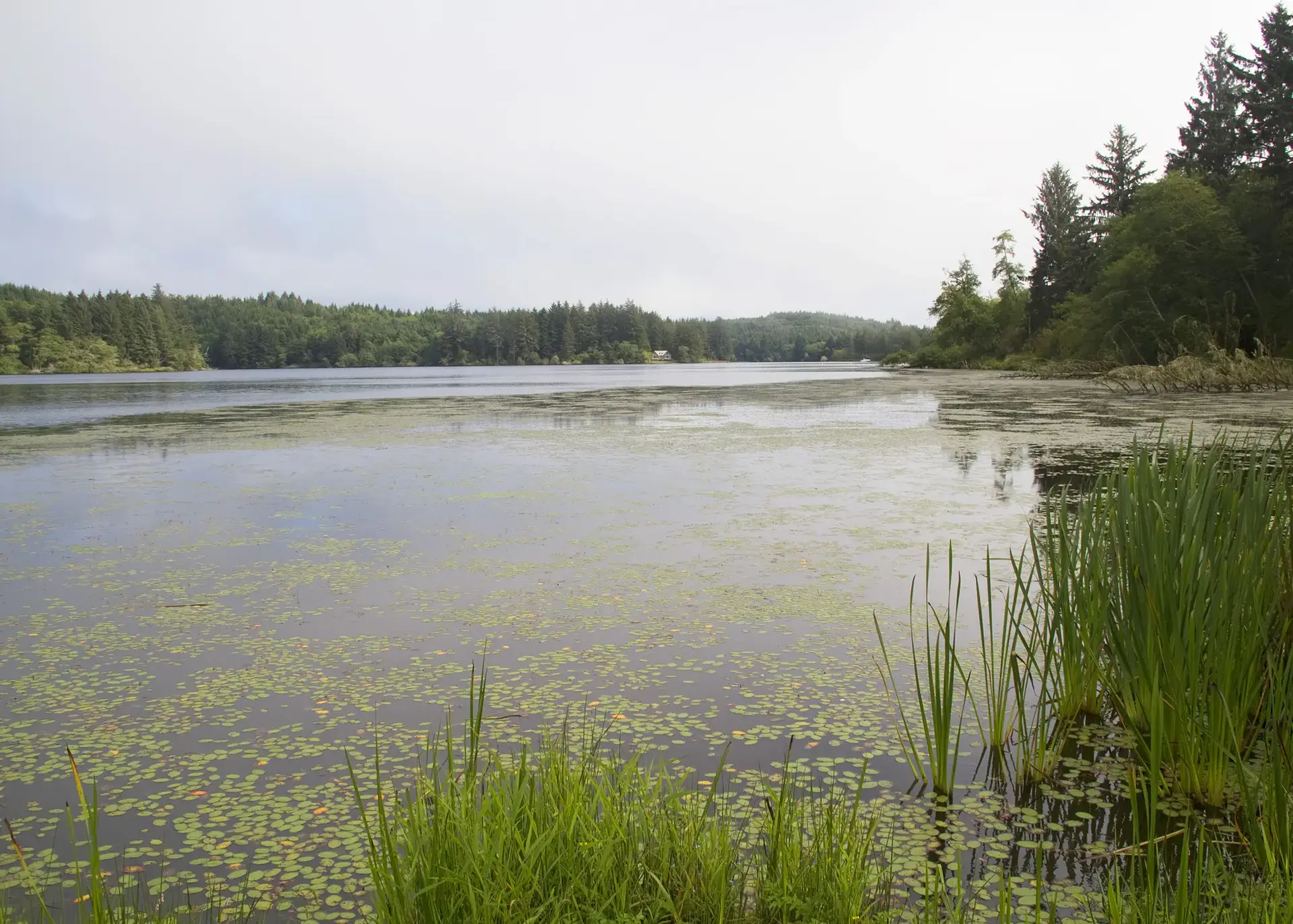 A serene lake with green aquatic plants and reeds, bordered by a forest.