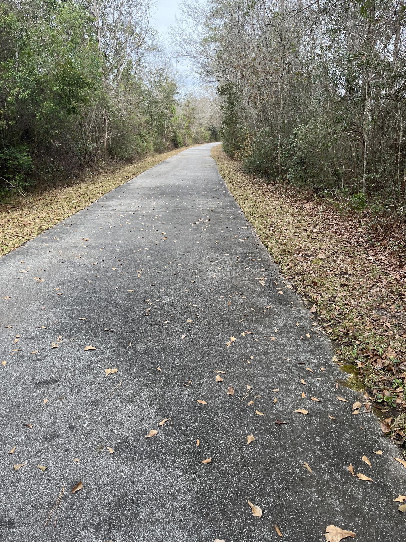 Paved path through dense woods, covered in fallen leaves on an overcast day.