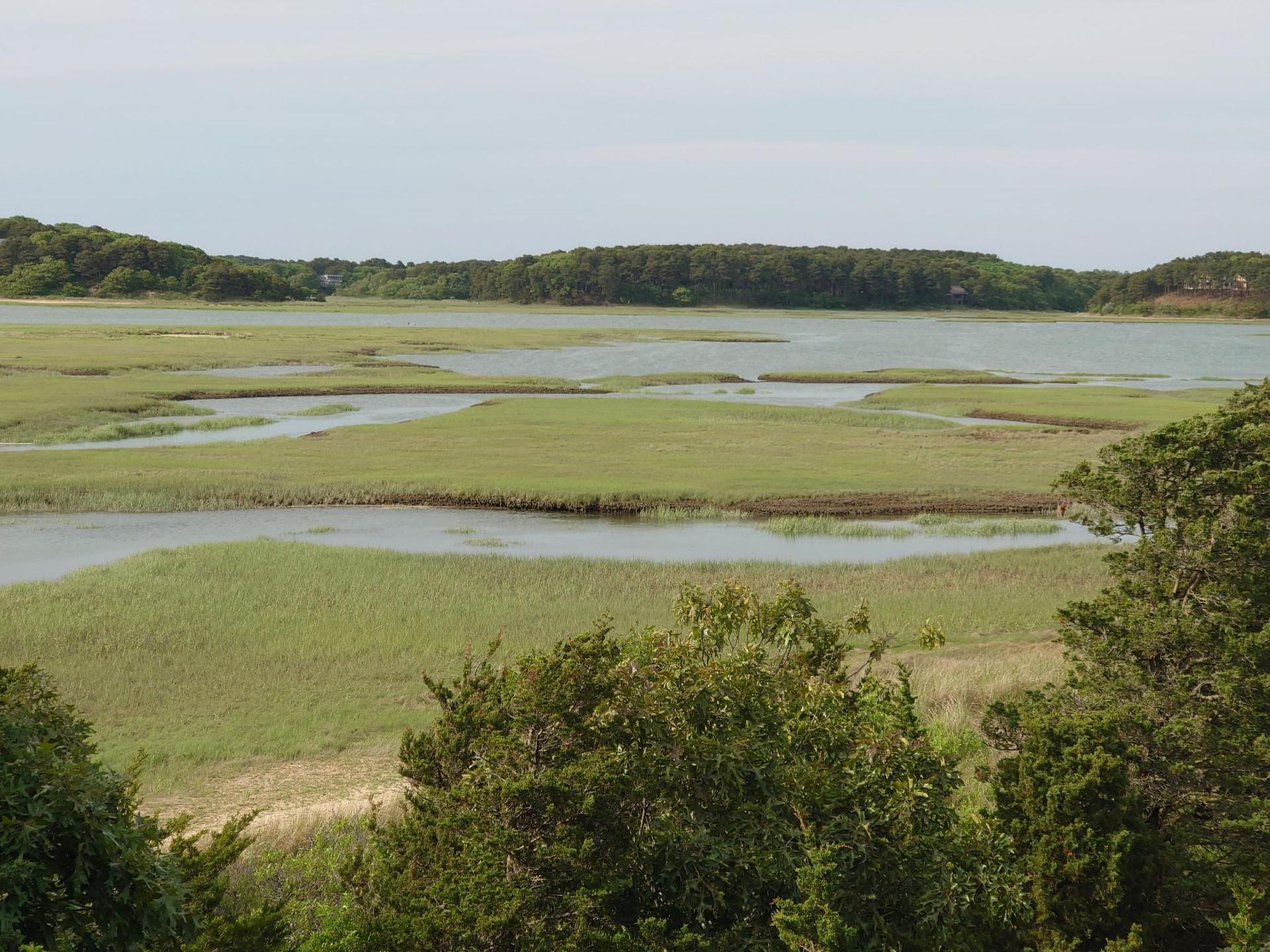 Expansive green marshland with winding water channels under a bright sky.