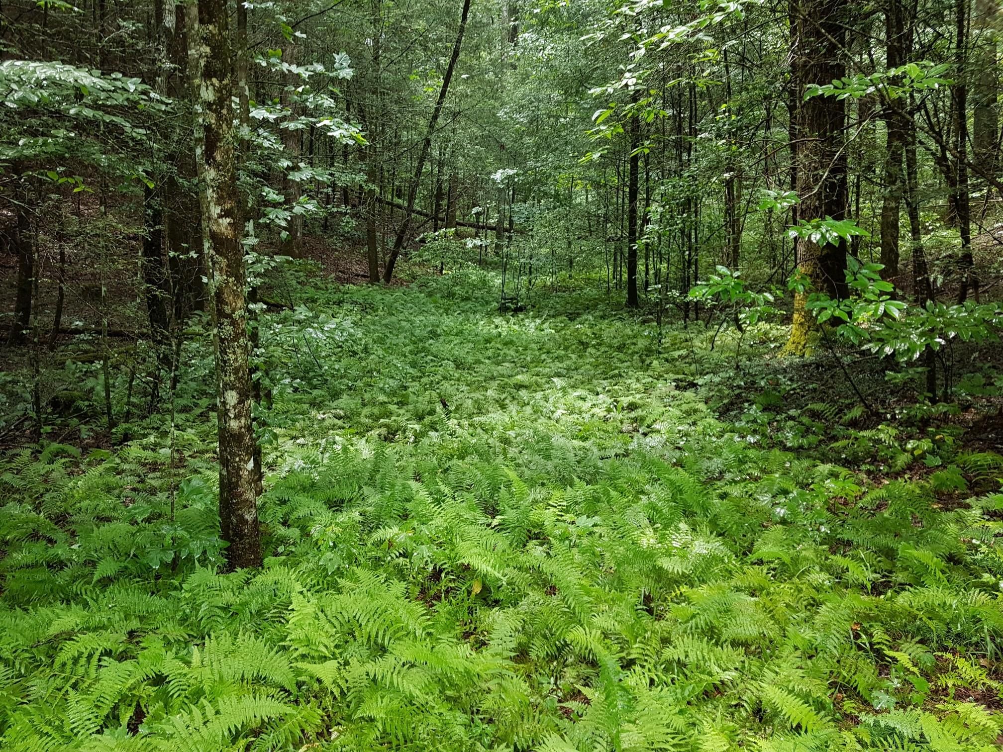Lush green fern field in a dense, shaded forest. - Potatopatch Road Overlook – Double Top loop from Turkey Mountain