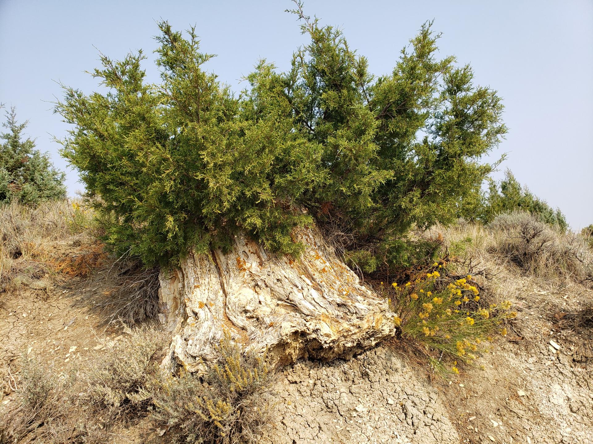 An evergreen tree grows from a large petrified log on a rocky hillside.