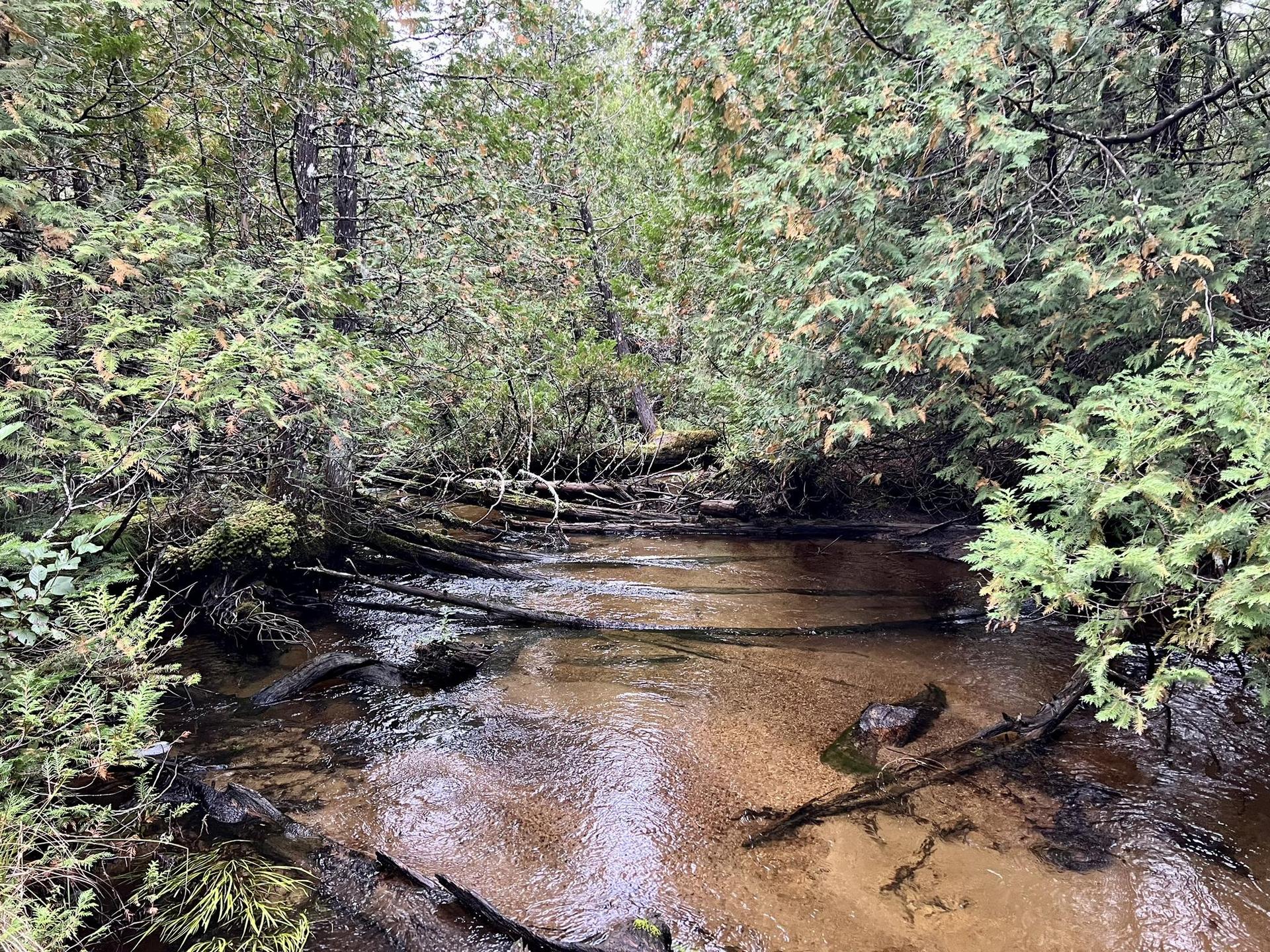 A shallow stream with fallen logs flowing through a dense, lush forest.