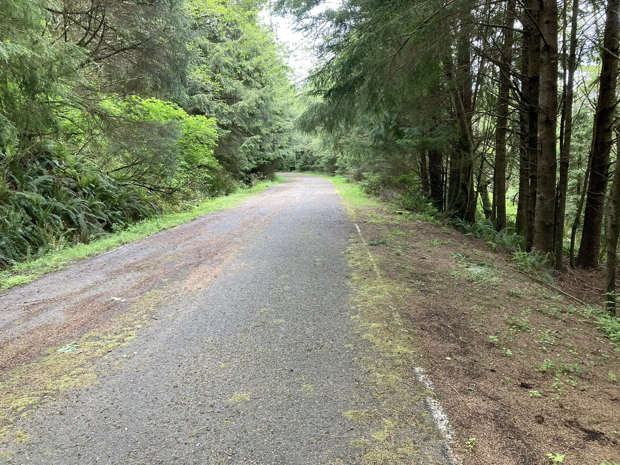 A gravel path through a dense forest of tall evergreen trees.