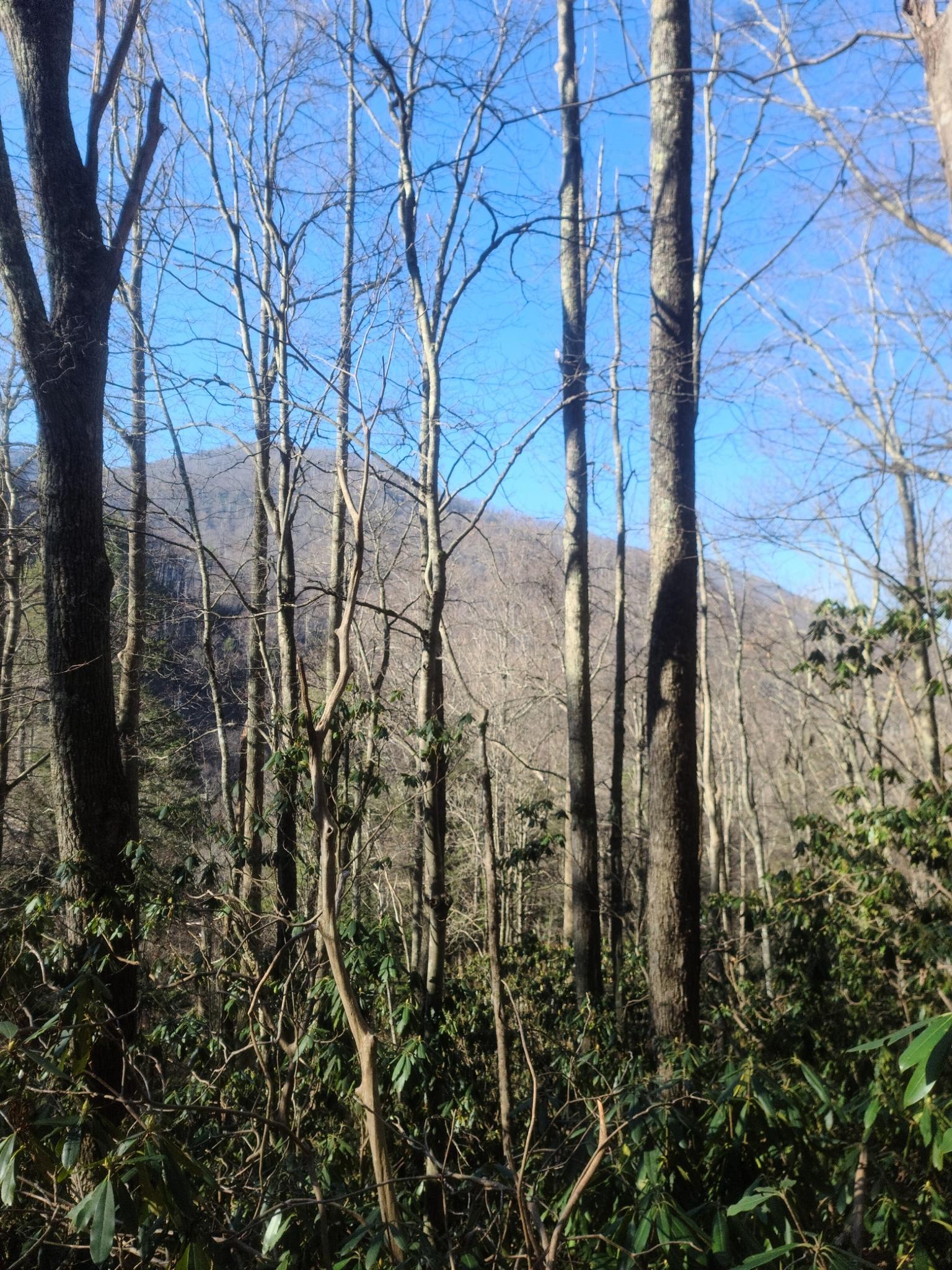 Tall, bare trees in a forest with a distant mountain under a clear blue sky.
