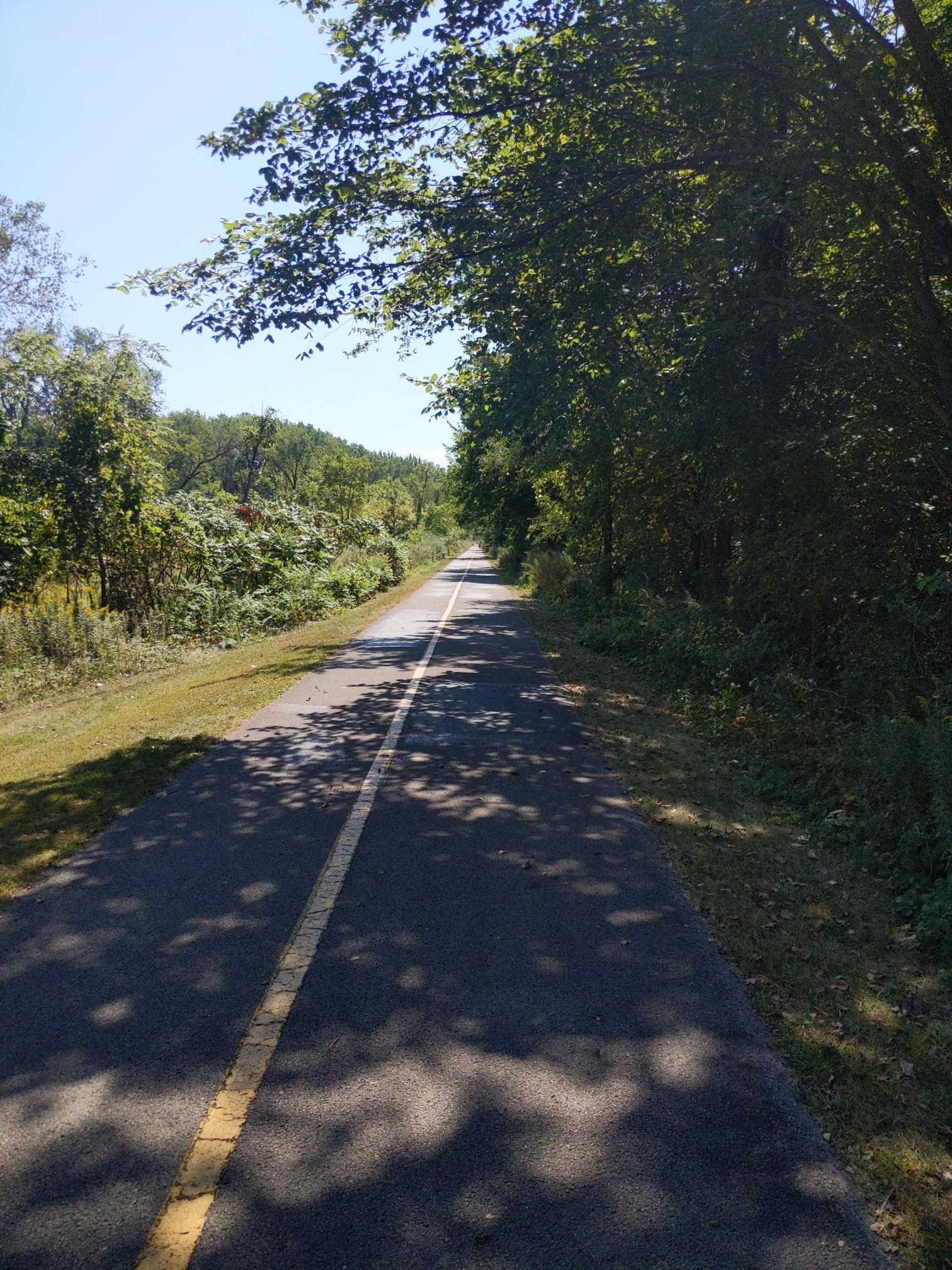 Shaded paved path through dense green forest on a bright, sunny day.