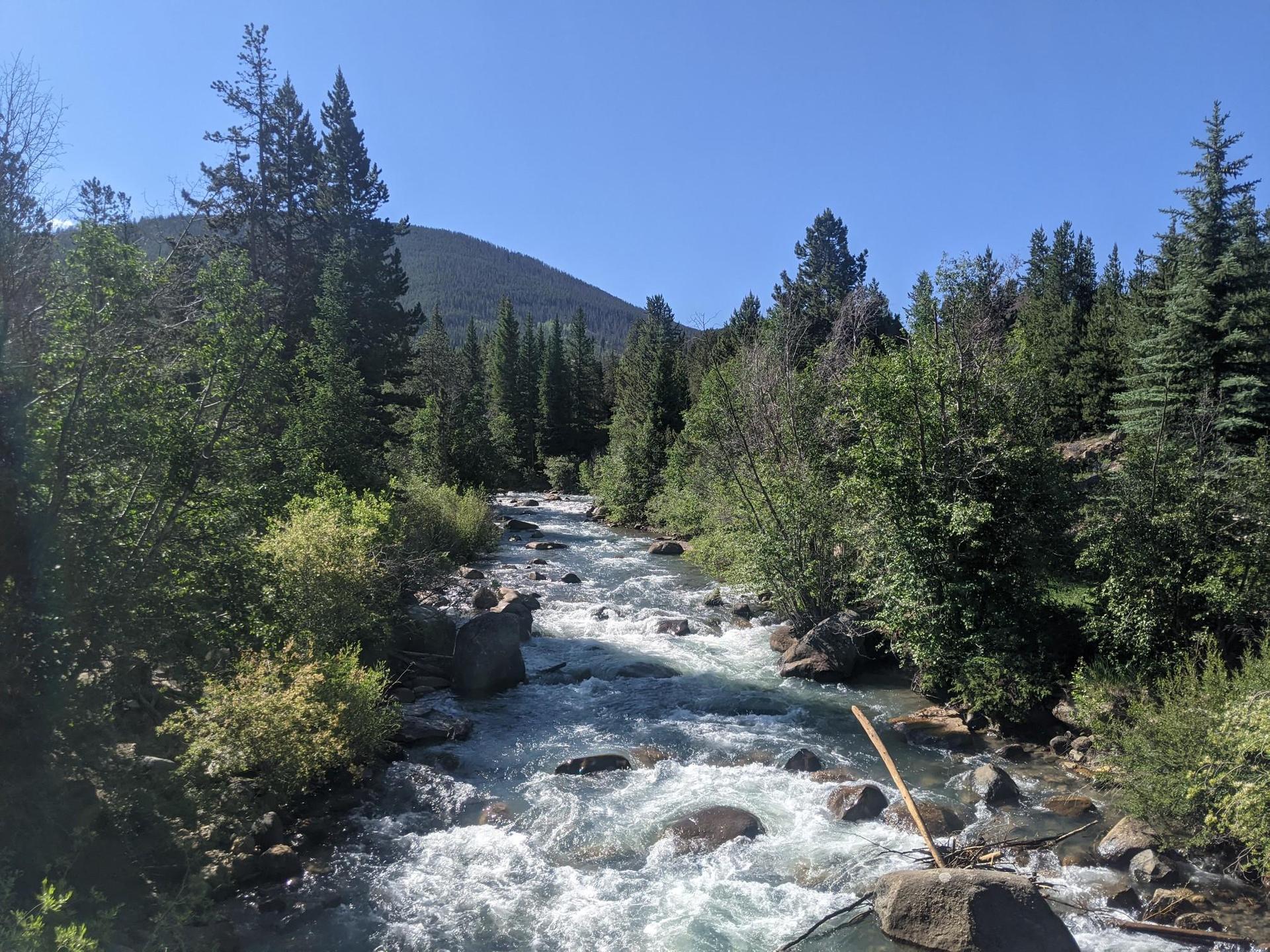 A clear, sunny day with a rushing river flowing through a dense pine forest.