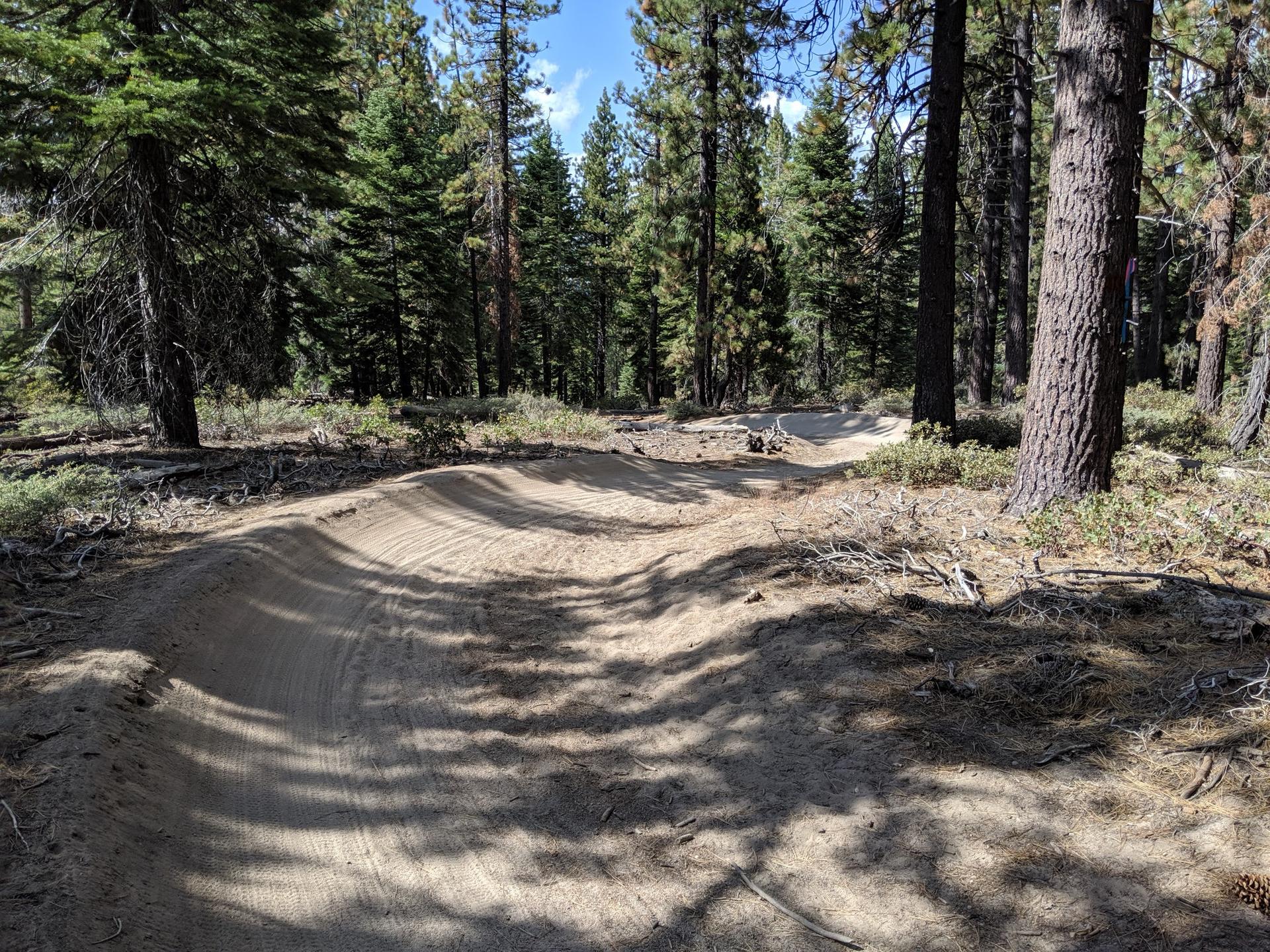 A winding dirt bike trail with berms through a sun-dappled pine forest.
