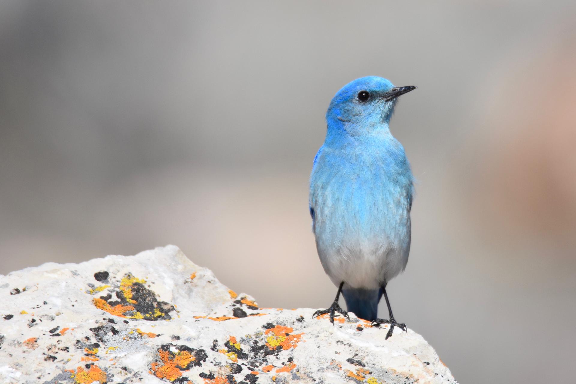 A bright blue bird stands on a lichen-covered rock in soft light.