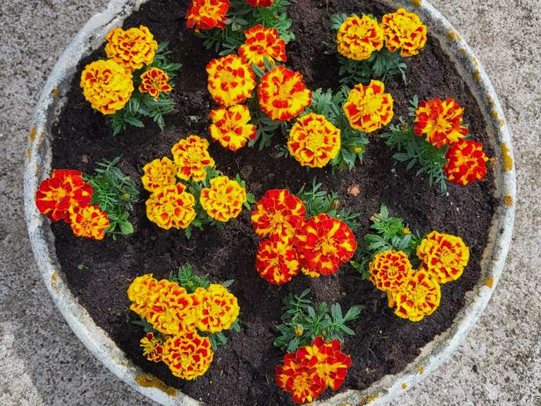 Grémecey Wanderungen und Rundwege komoot