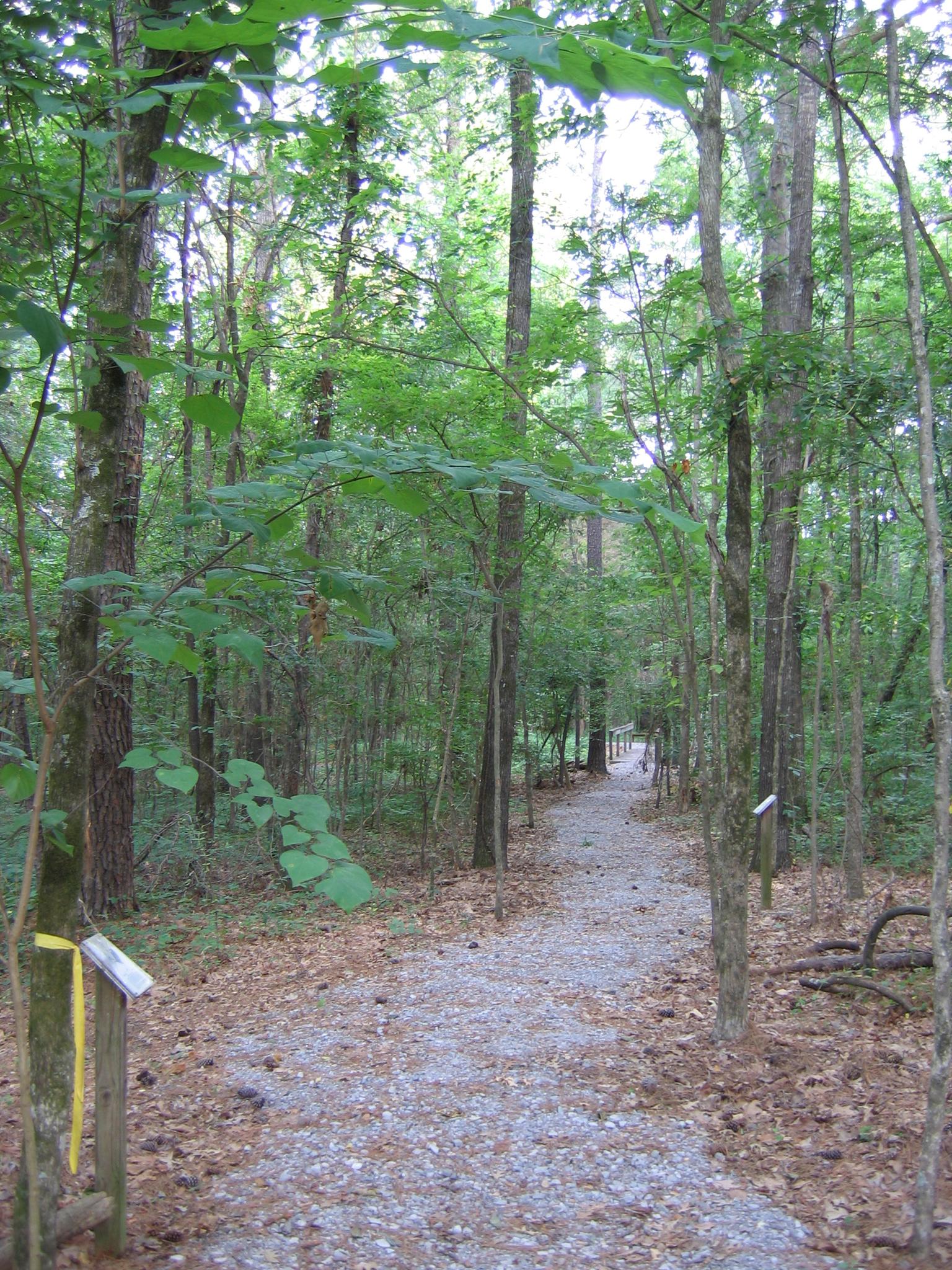 A winding gravel path through a dense forest, with a small sign and yellow ribbon.
