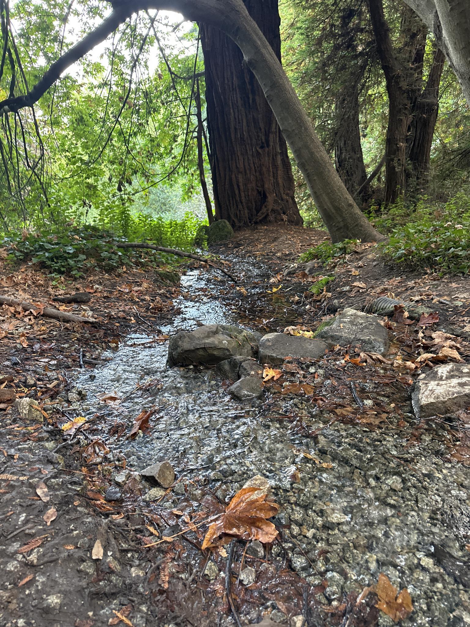 Small stream flowing over rocks and fallen leaves in a shaded forest.