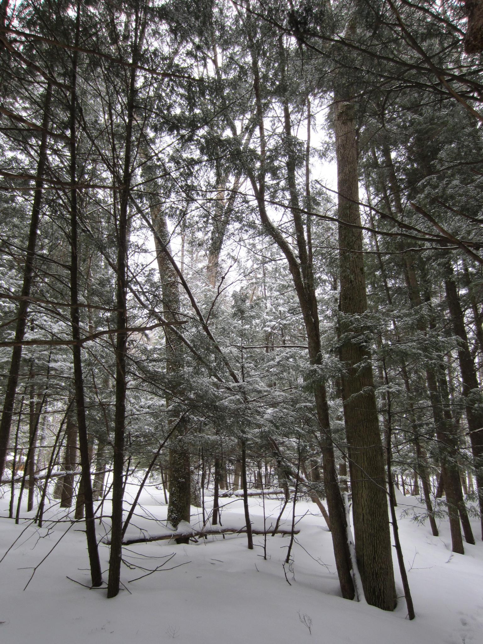 Dense forest covered in fresh snow on an overcast winter day.