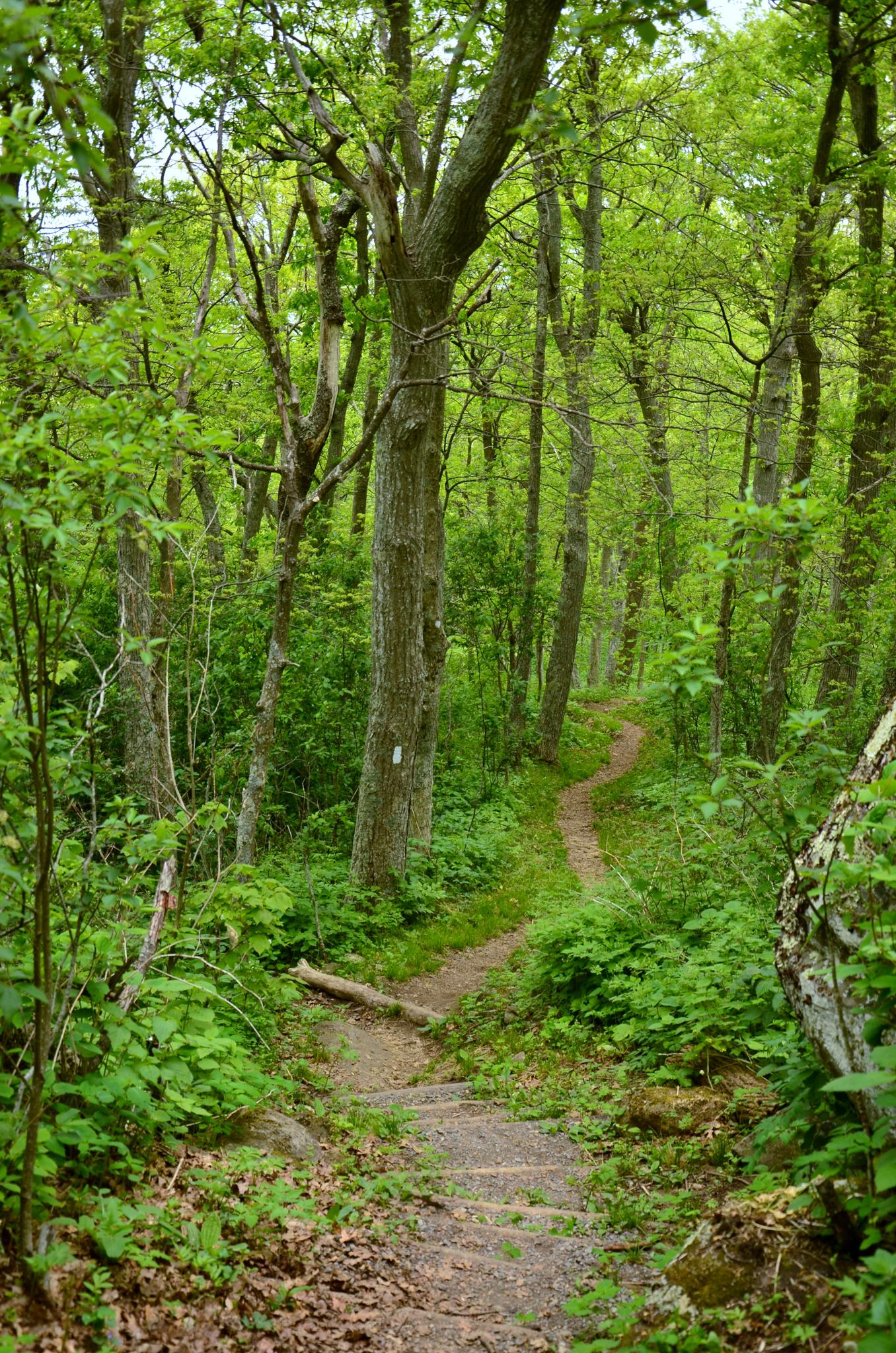 A winding dirt path leads through a vibrant green, sunlit forest.