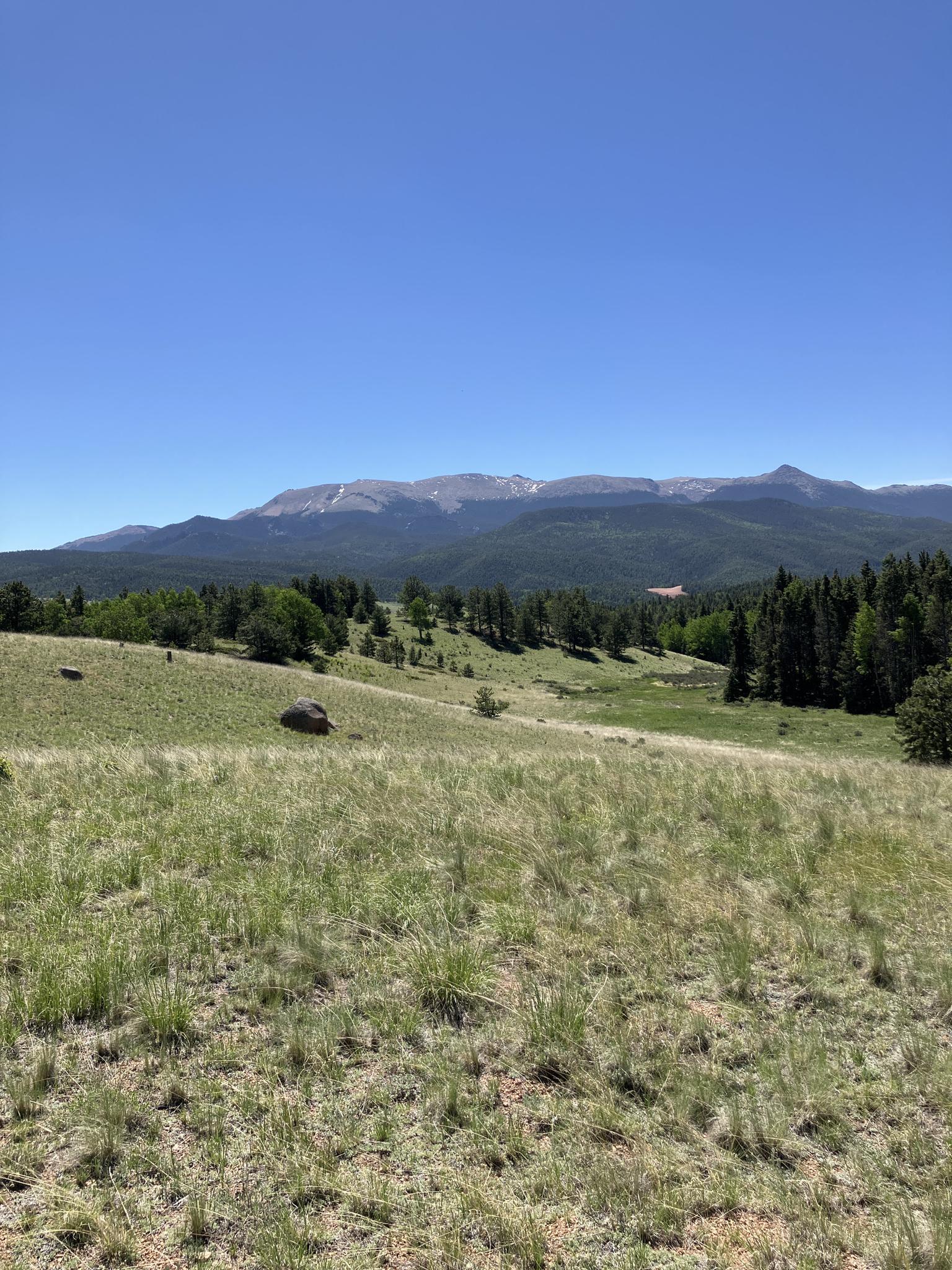 Expansive grassy hillside, evergreen forest, and distant snow-capped mountains under clear sky.