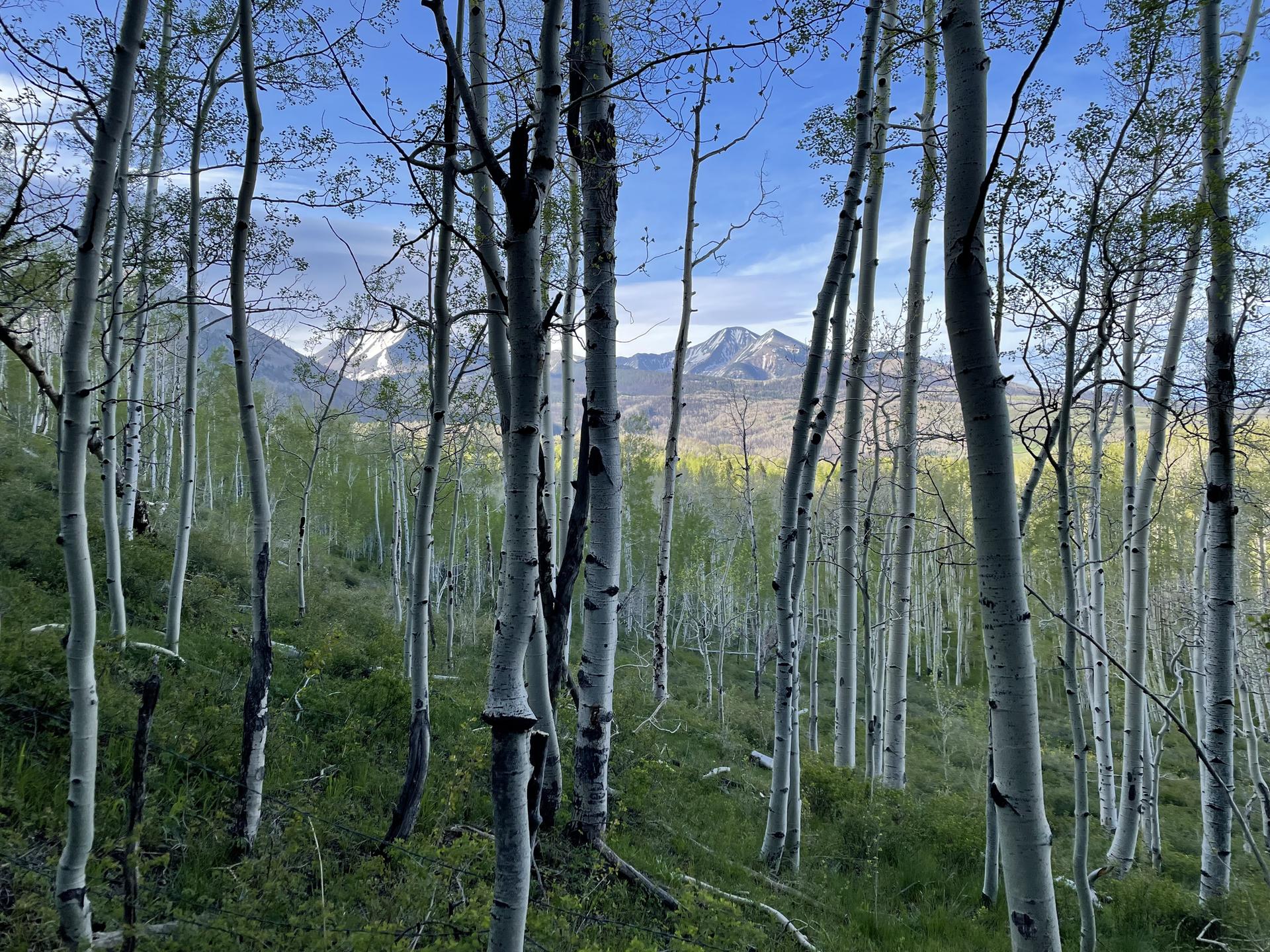A dense grove of tall aspen trees on a hillside with distant mountains.