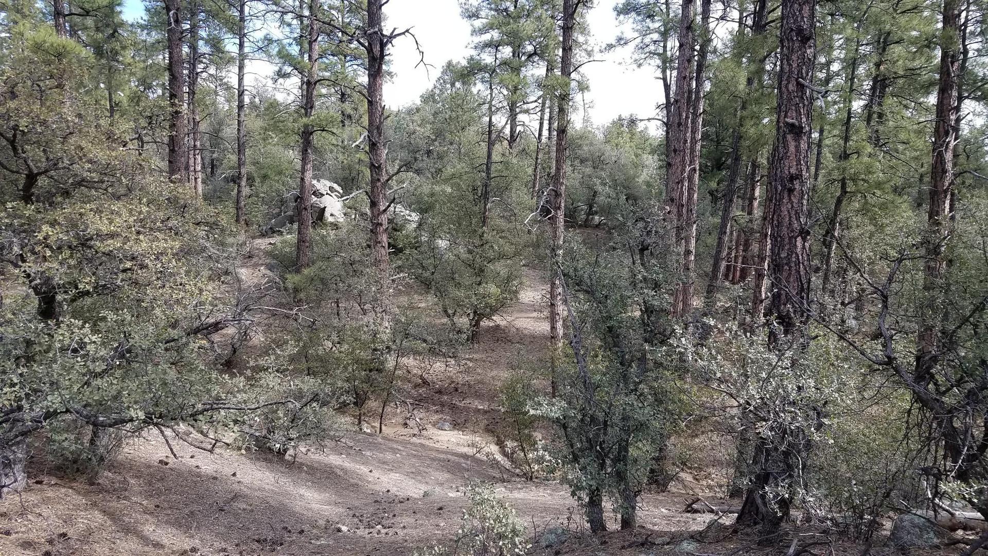 Dense forest with tall pine trees, green bushes, and a faint path.