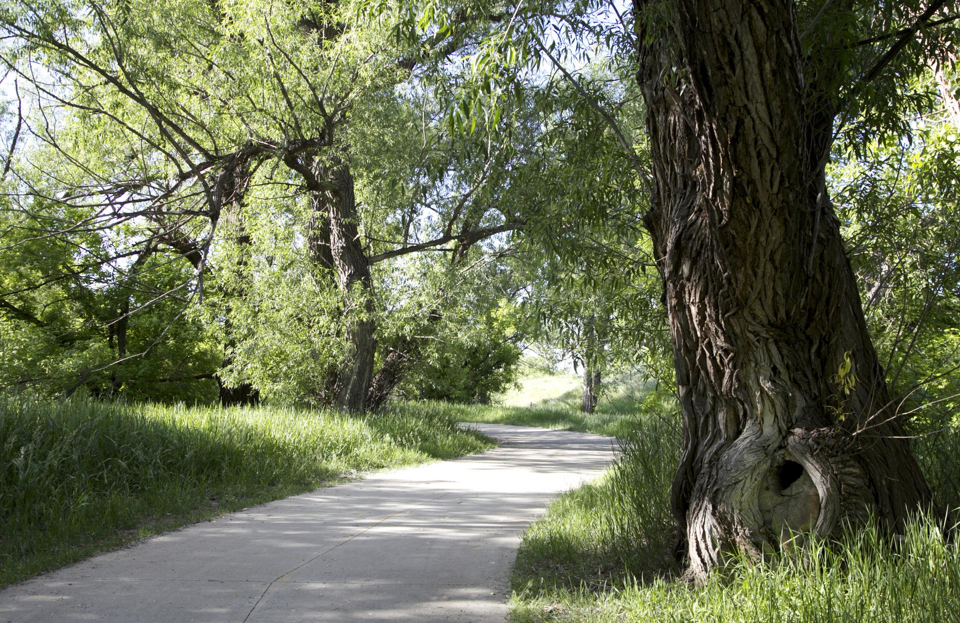 Shaded paved path winding through large, gnarled trees with dappled sunlight.
