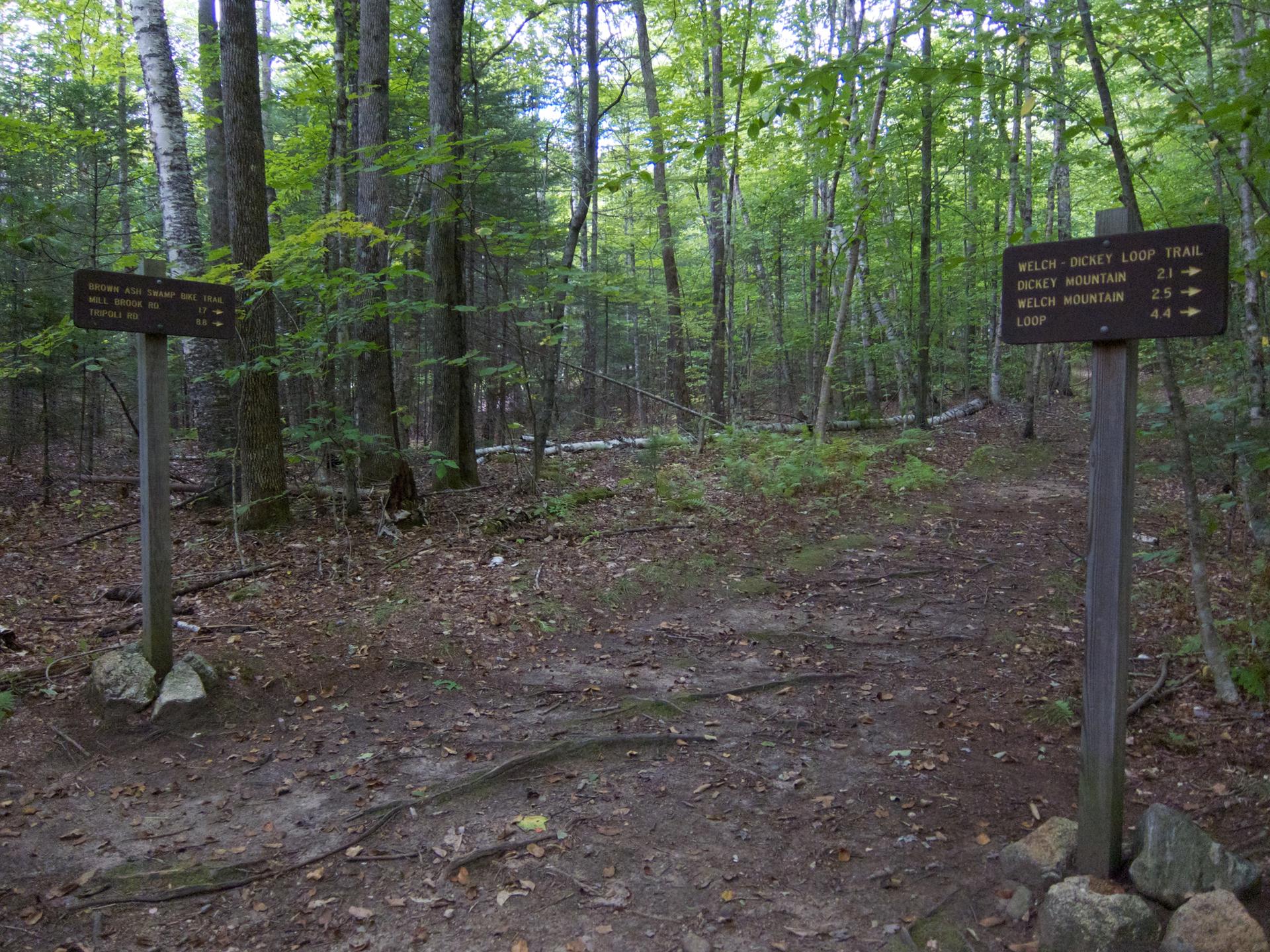 Two trail signs mark a fork in a shaded forest path.