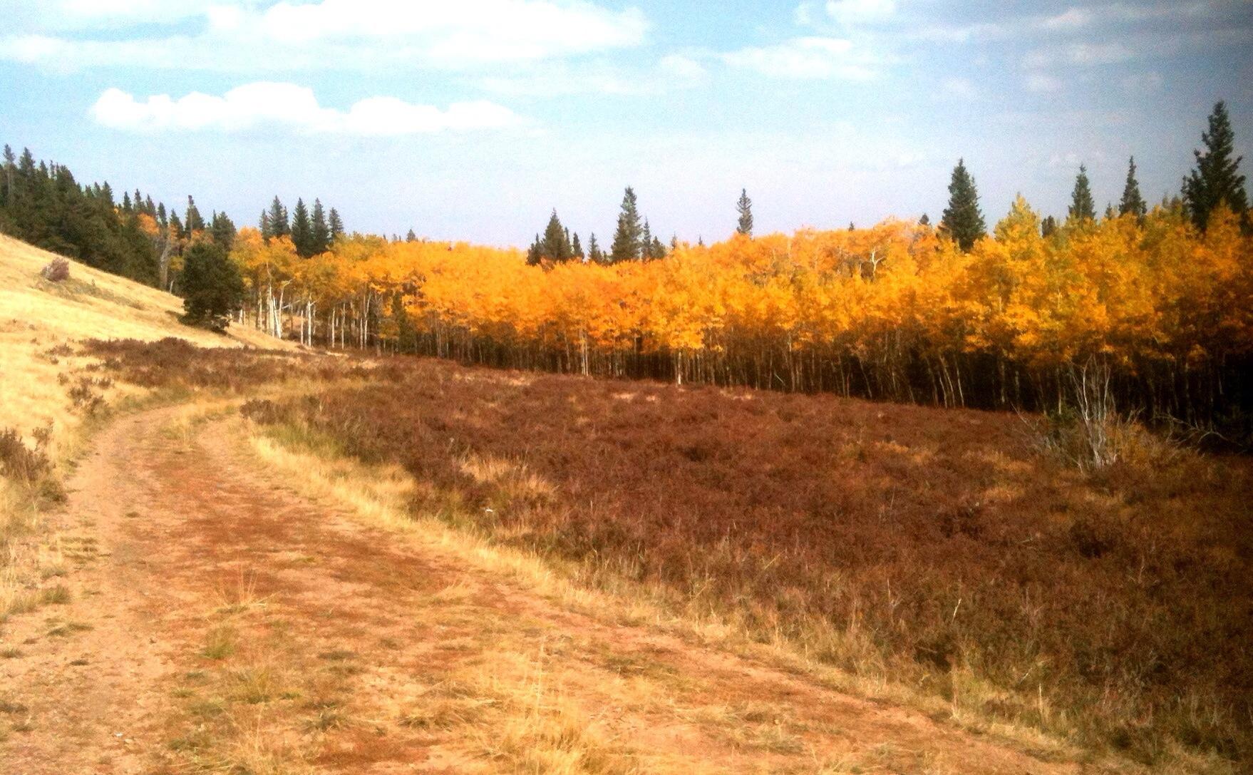 Dirt path through a field of brown vegetation and bright golden aspen trees.
