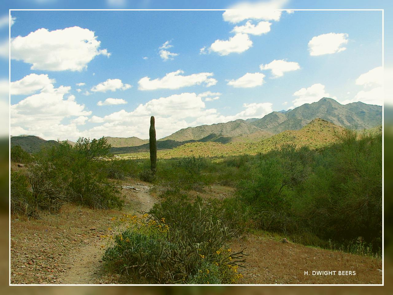 Sunny desert landscape with a saguaro cactus, green shrubs, and distant mountains.