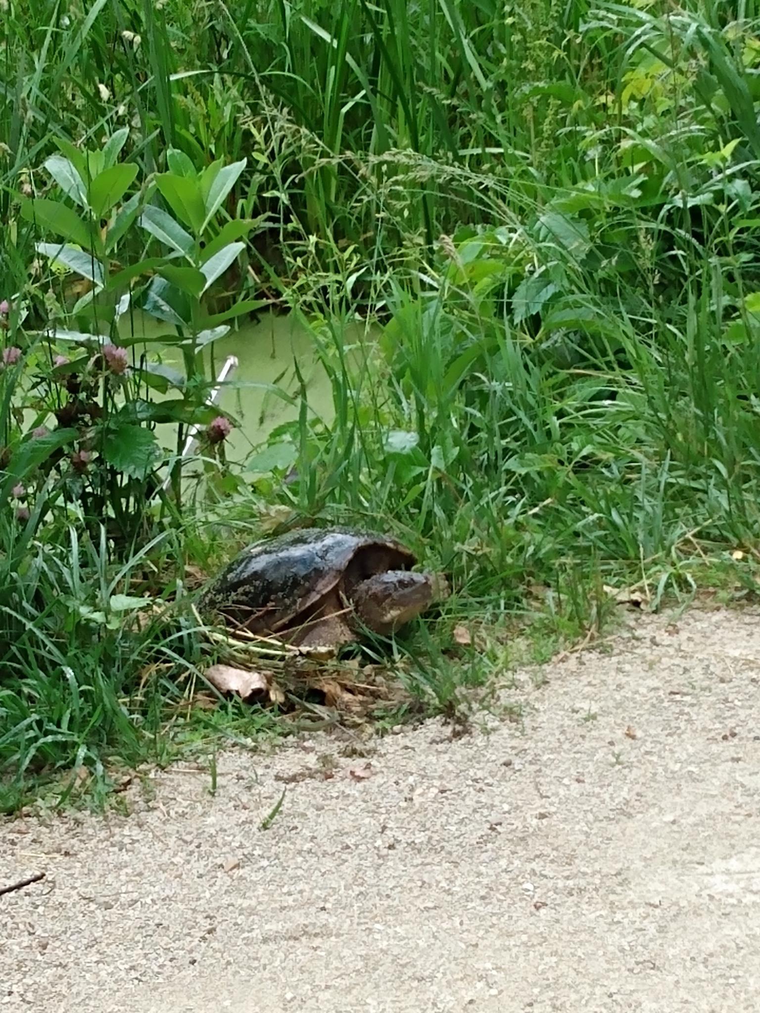 A large turtle rests on the grassy edge of a dirt path.