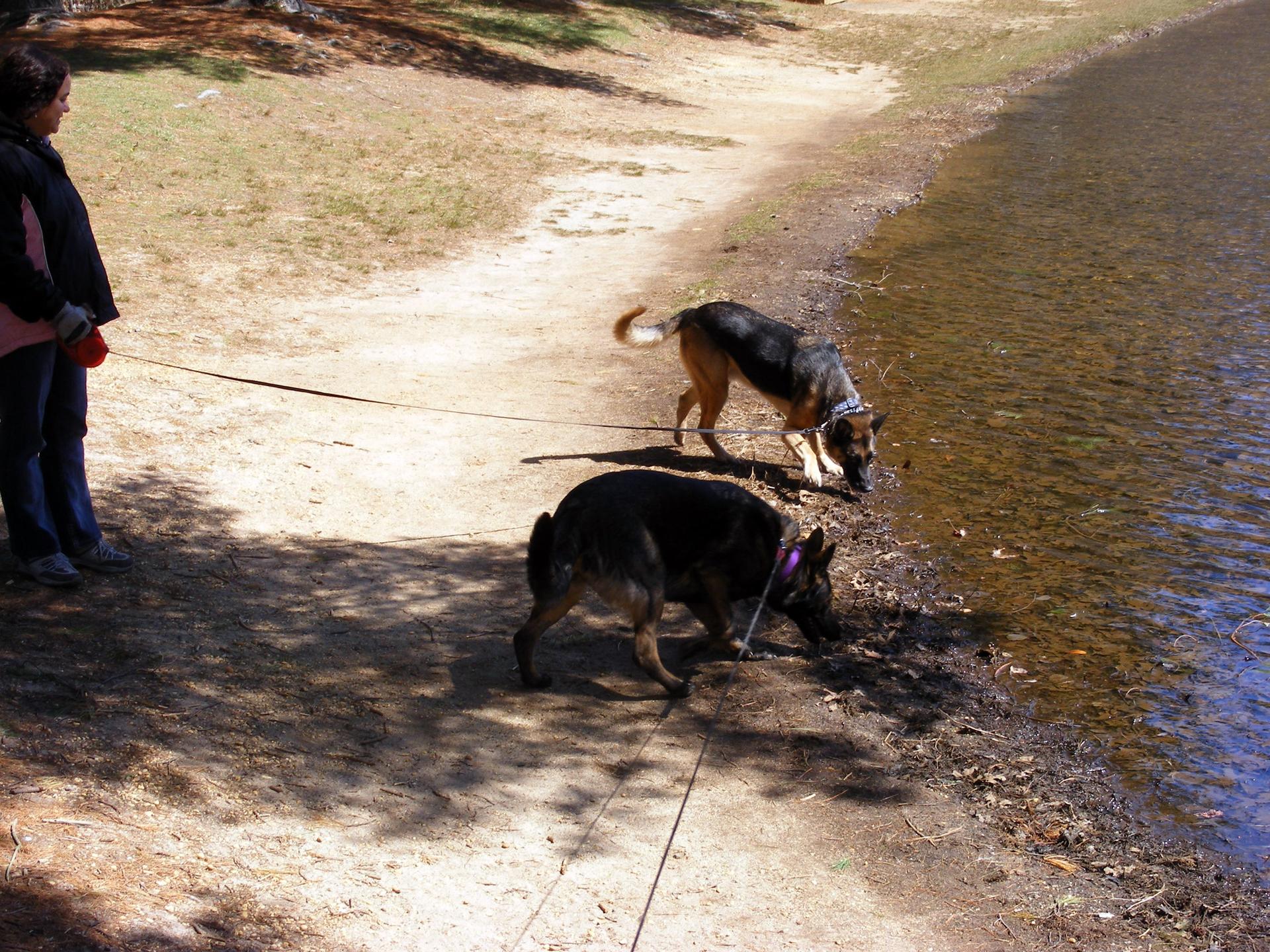 Person and two leashed dogs drinking from a sunny lake shore.