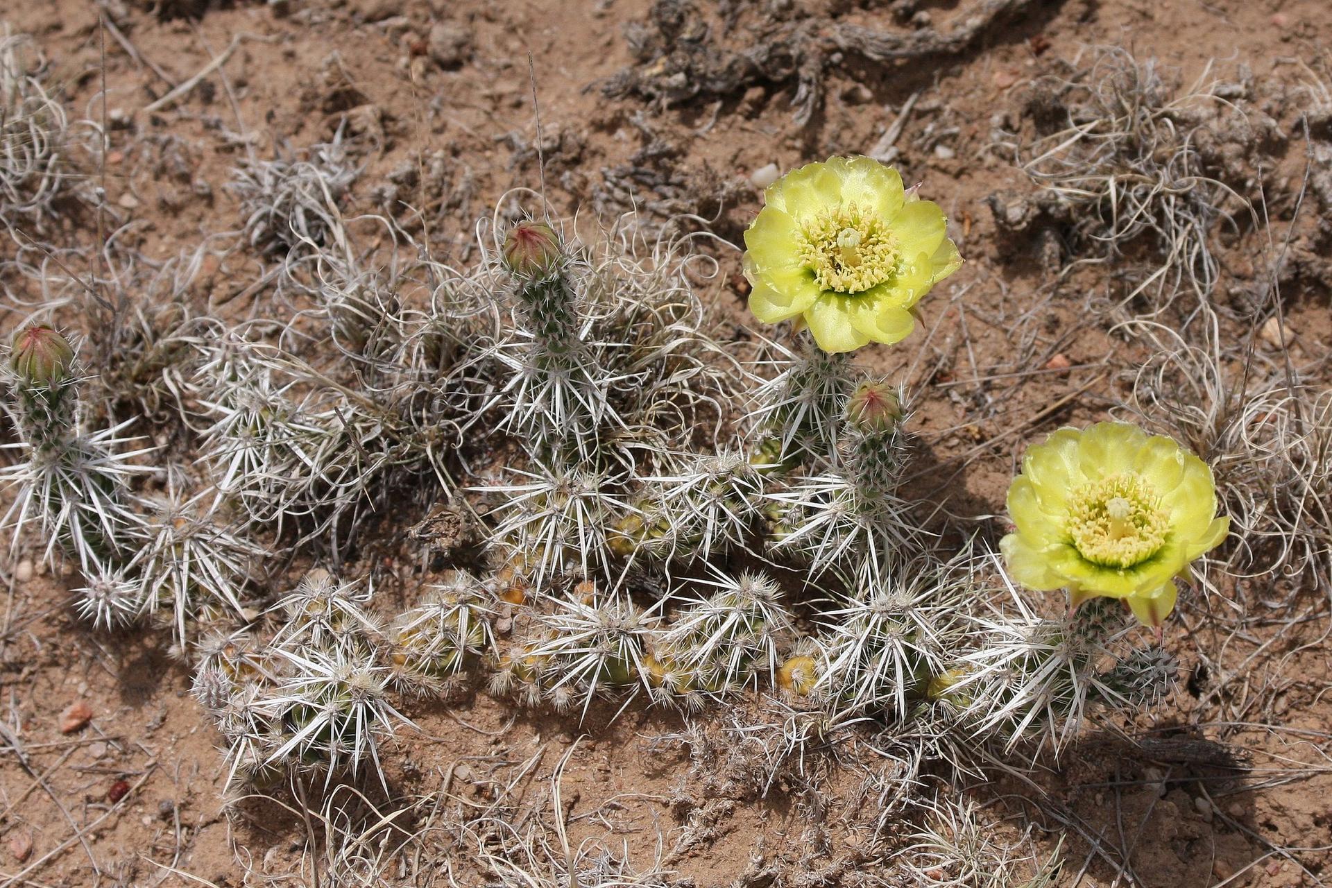 Two bright yellow cactus flowers bloom on spiky plants in dry, sunny soil.