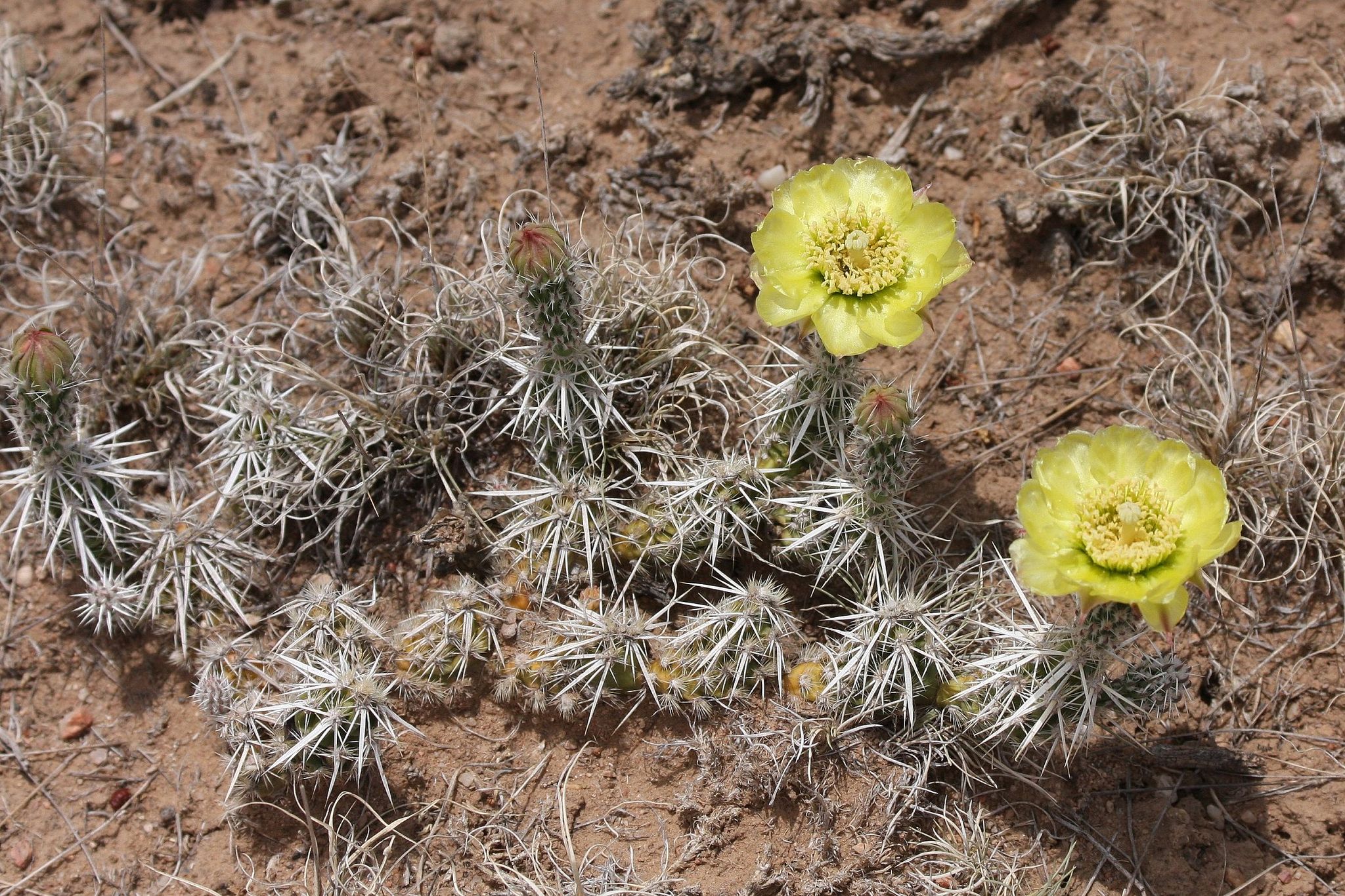 Two bright yellow cactus flowers bloom on spiky plants in dry, sunny soil. - Santa Fe Open Space Trails loop