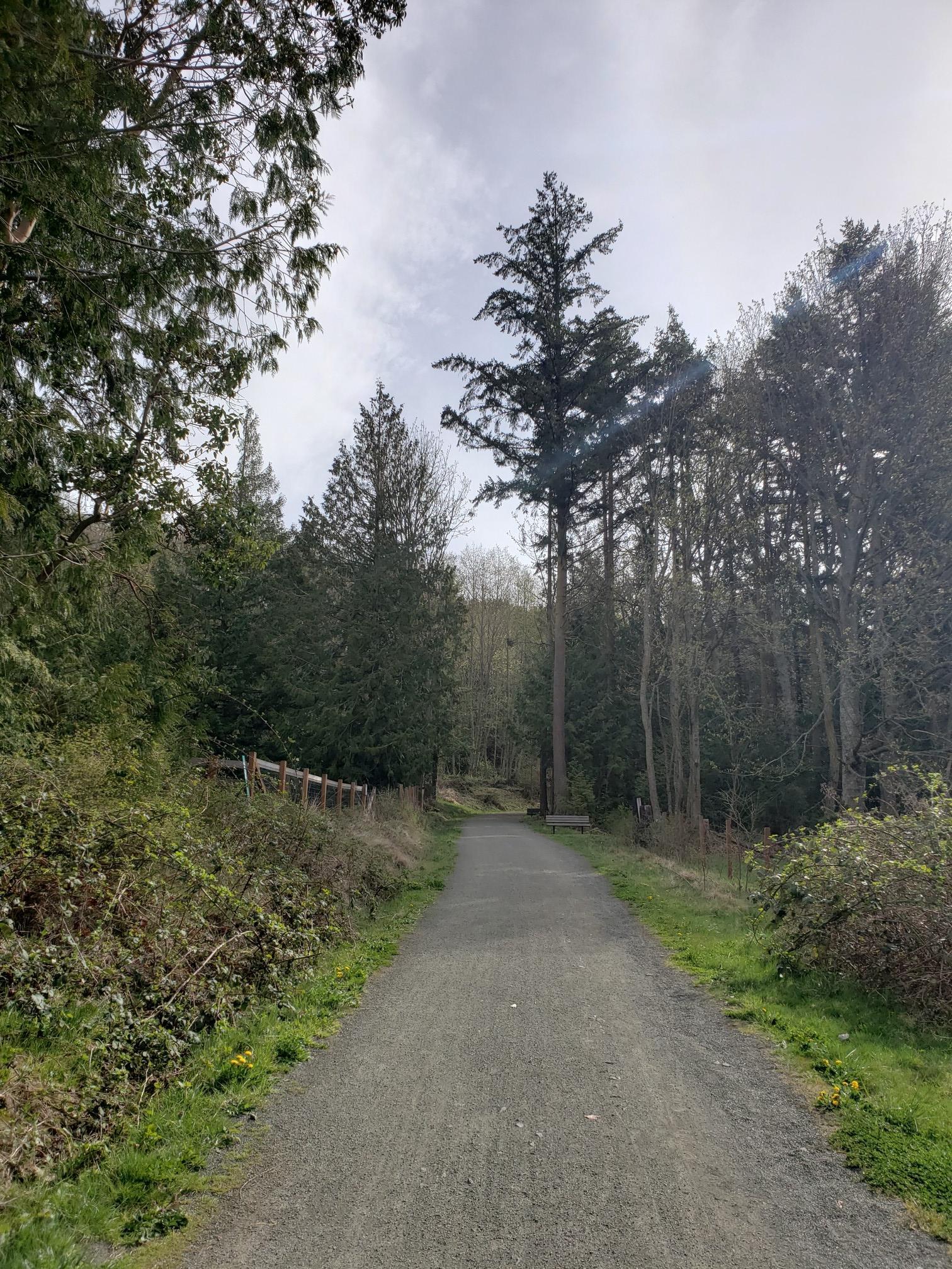 A gravel path winding through a dense forest under a cloudy sky.