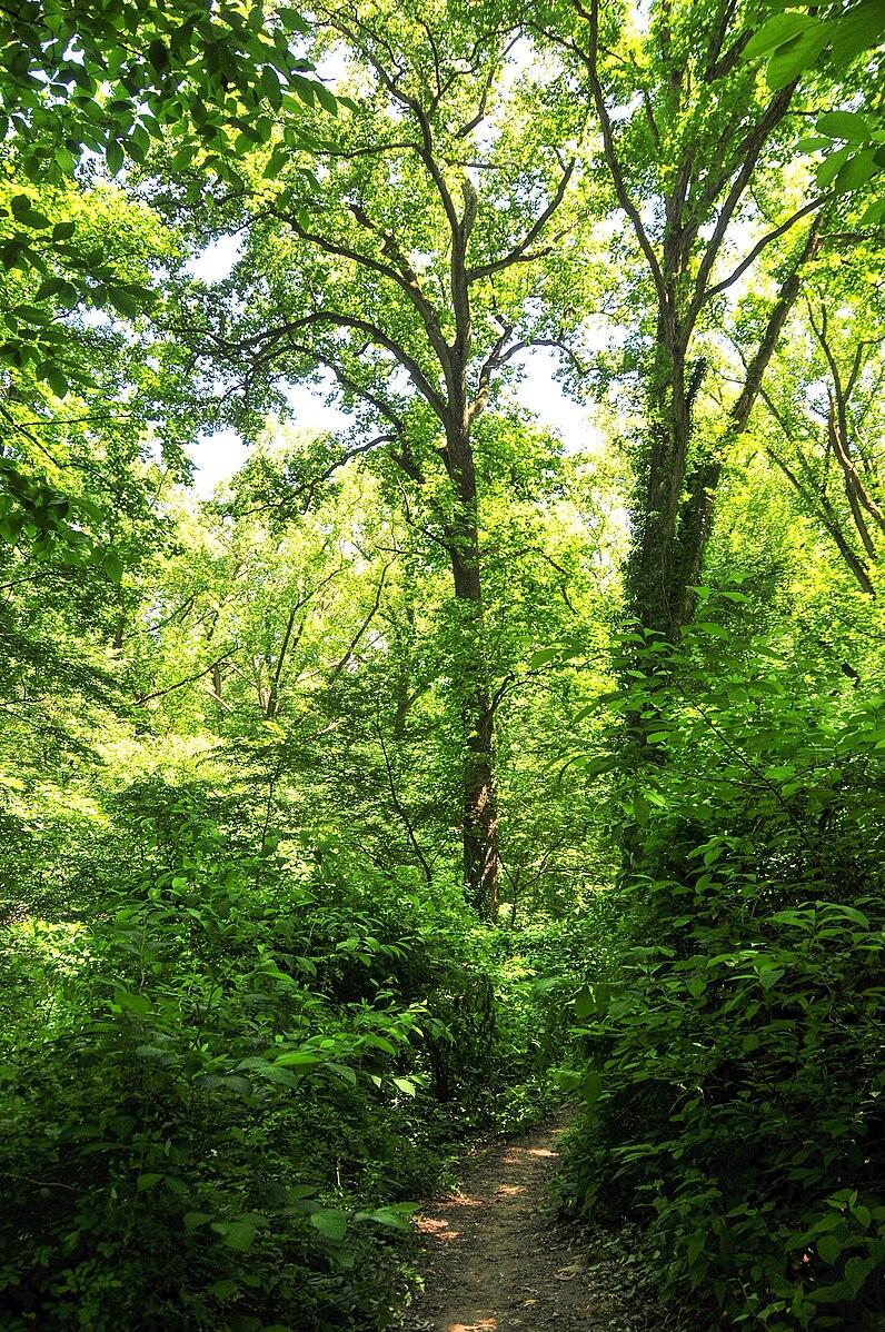 Narrow dirt path through a vibrant, sunlit forest with dense green trees.