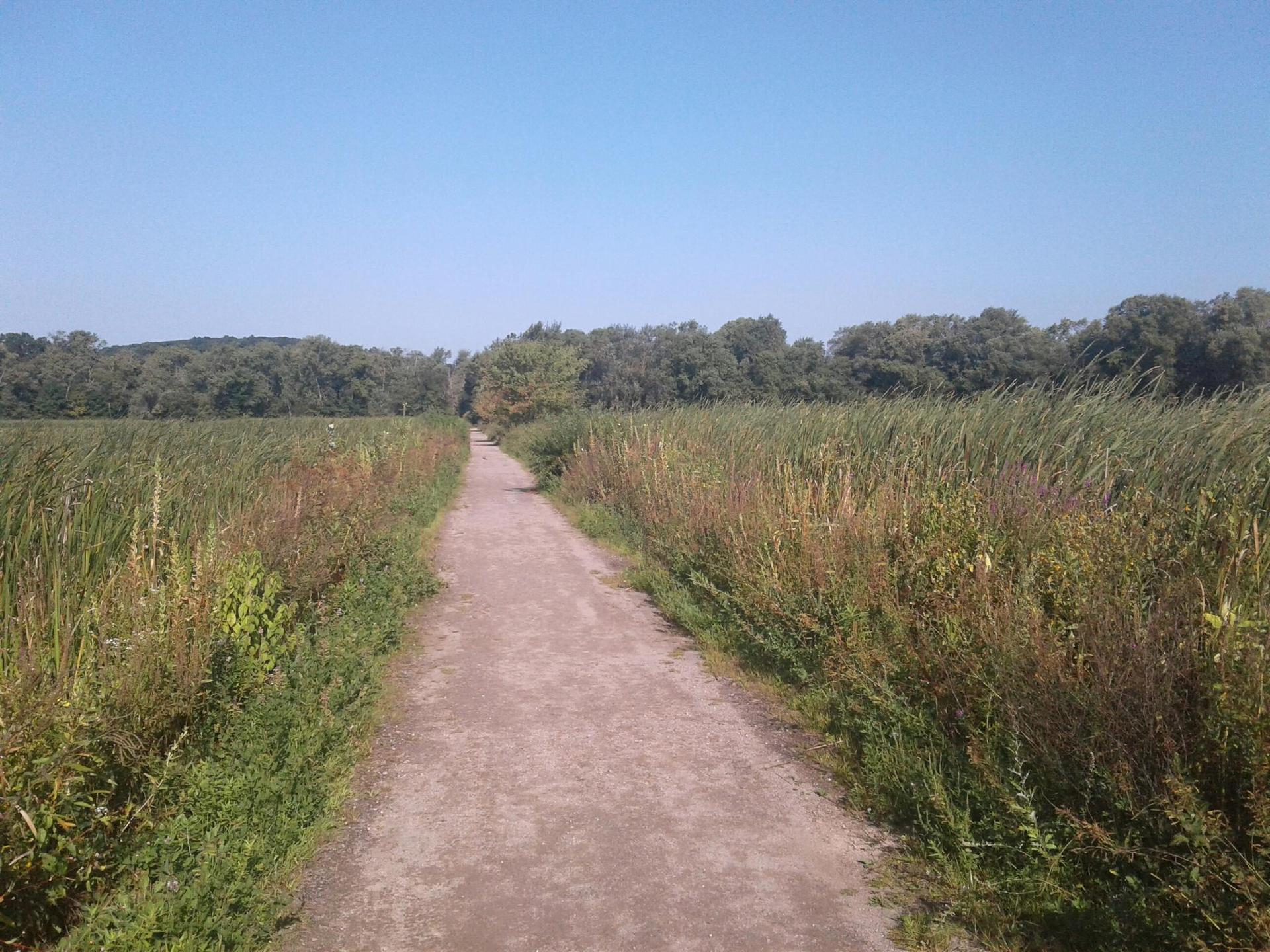 A dirt path extends through tall green and brown grasses under a clear blue sky.