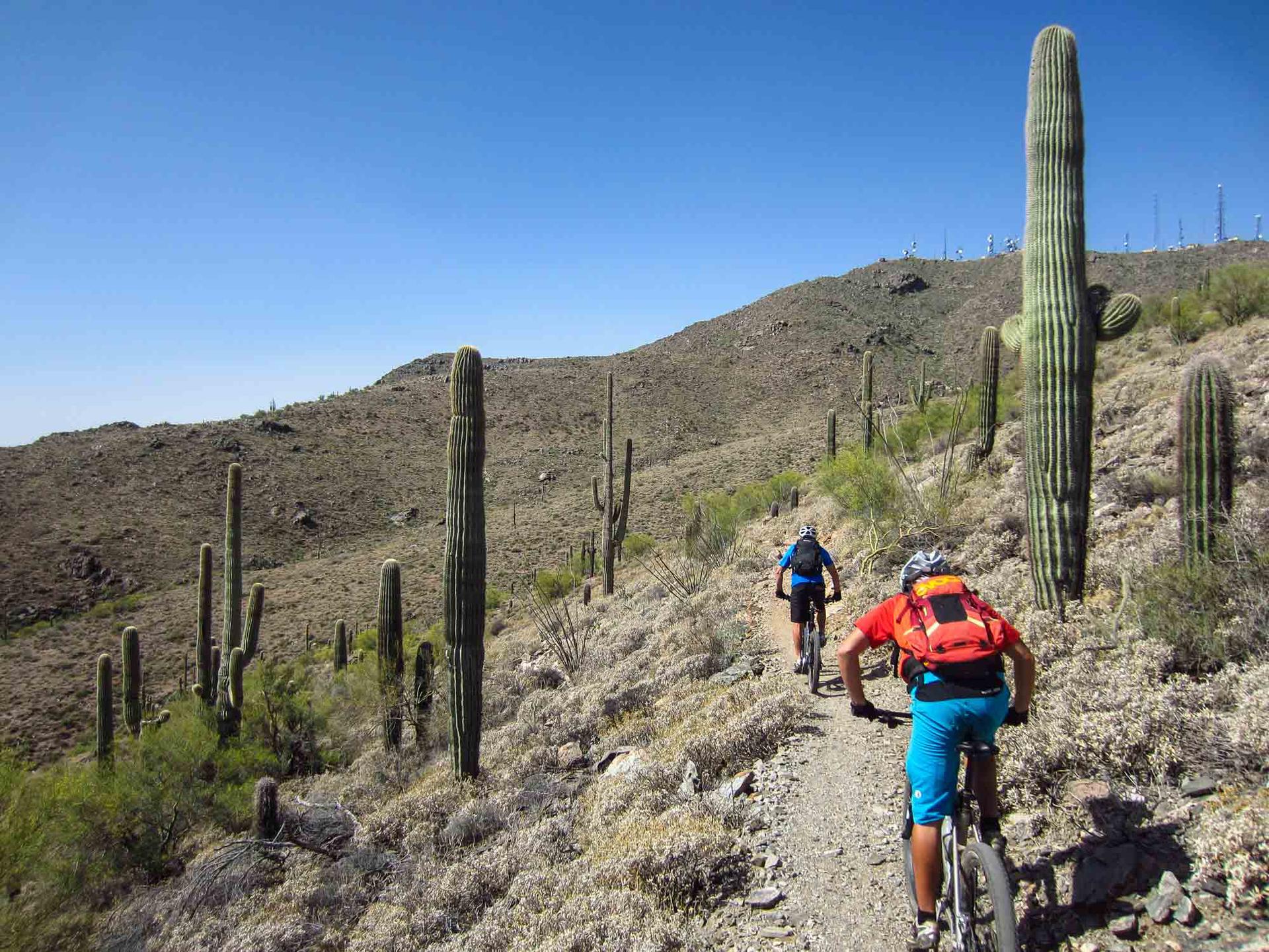 Two mountain bikers ride a desert trail among saguaro cacti under a clear sky.