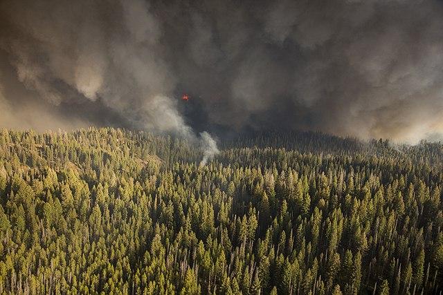 Dense evergreen forest under dark, smoky skies with a visible red glow from a wildfire.