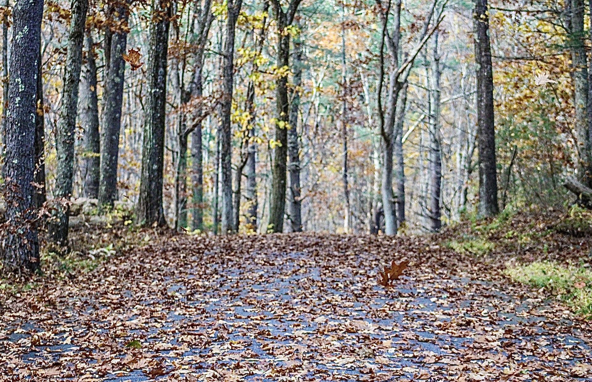 A forest path covered in fallen autumn leaves, with tall trees.