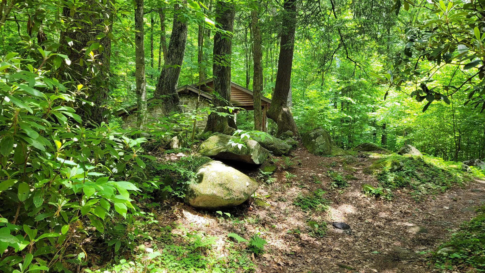 Dirt path through a dense green forest towards a rustic wooden structure.