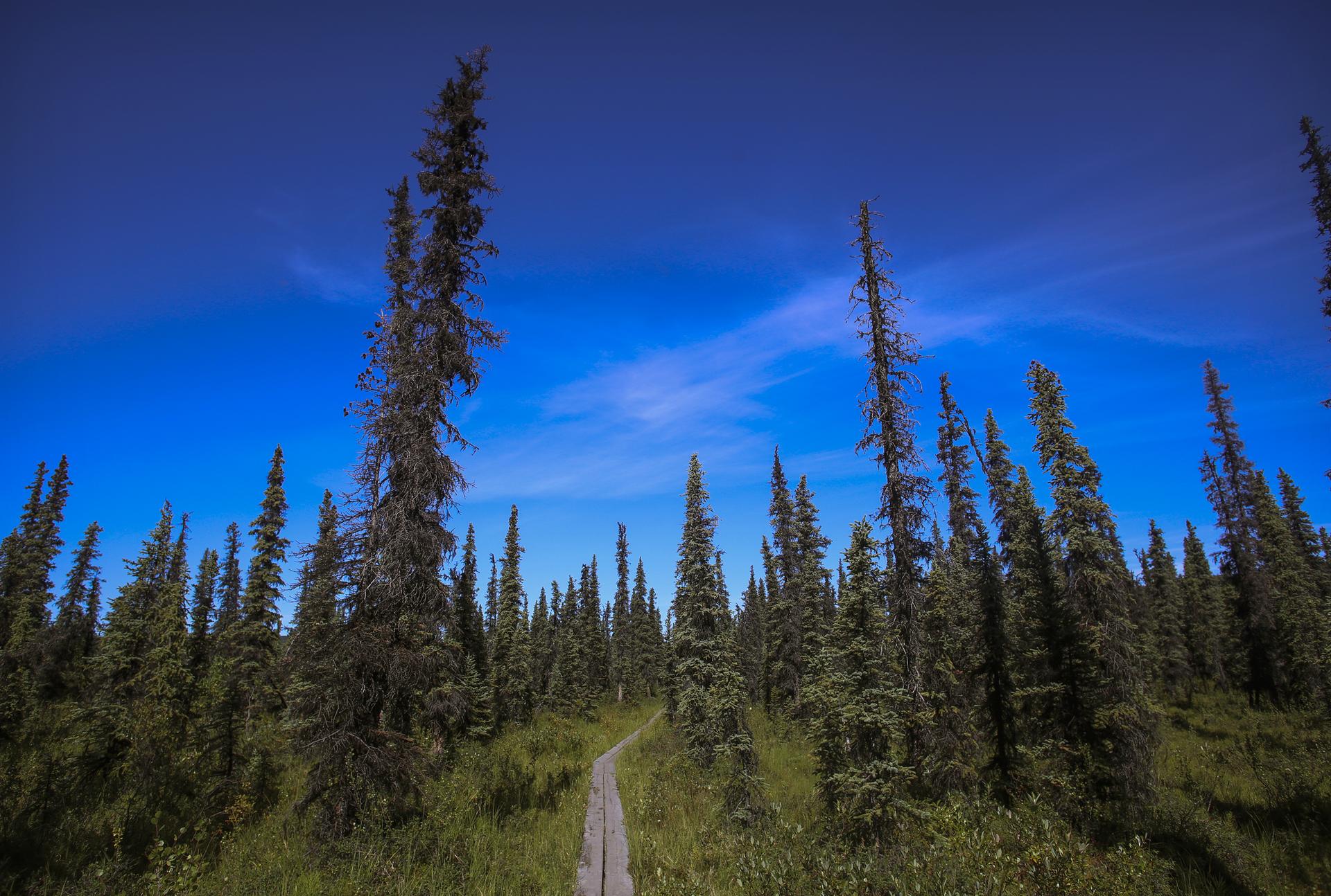 Wooden boardwalk through tall evergreen forest under a bright blue sky.