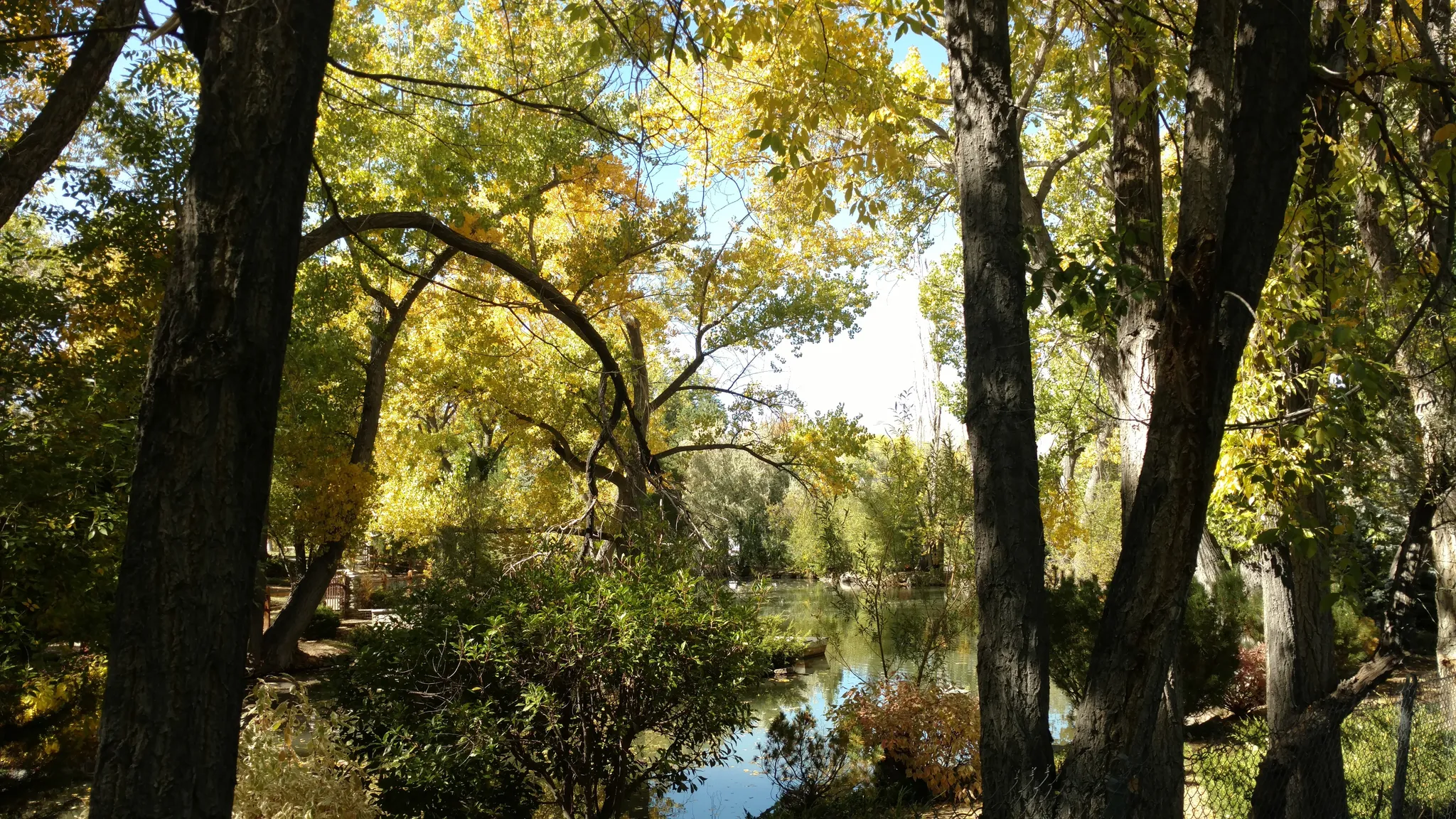 Bright autumn day with golden trees framing a tranquil body of water. - Caughlin Ranch loop