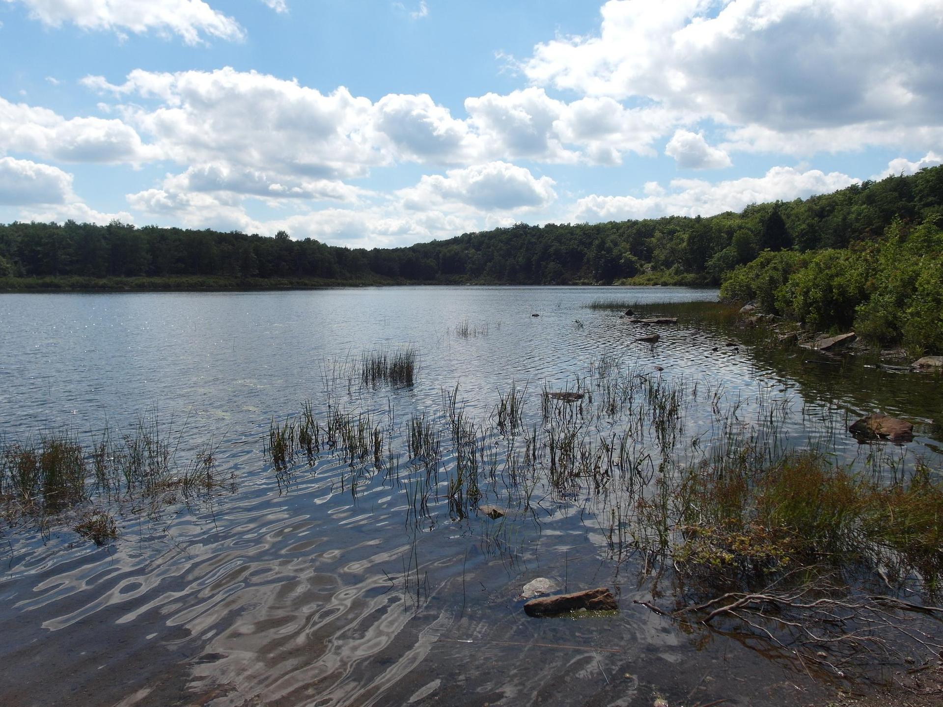 Wide lake with reeds, forested shores, and a partly cloudy sky.