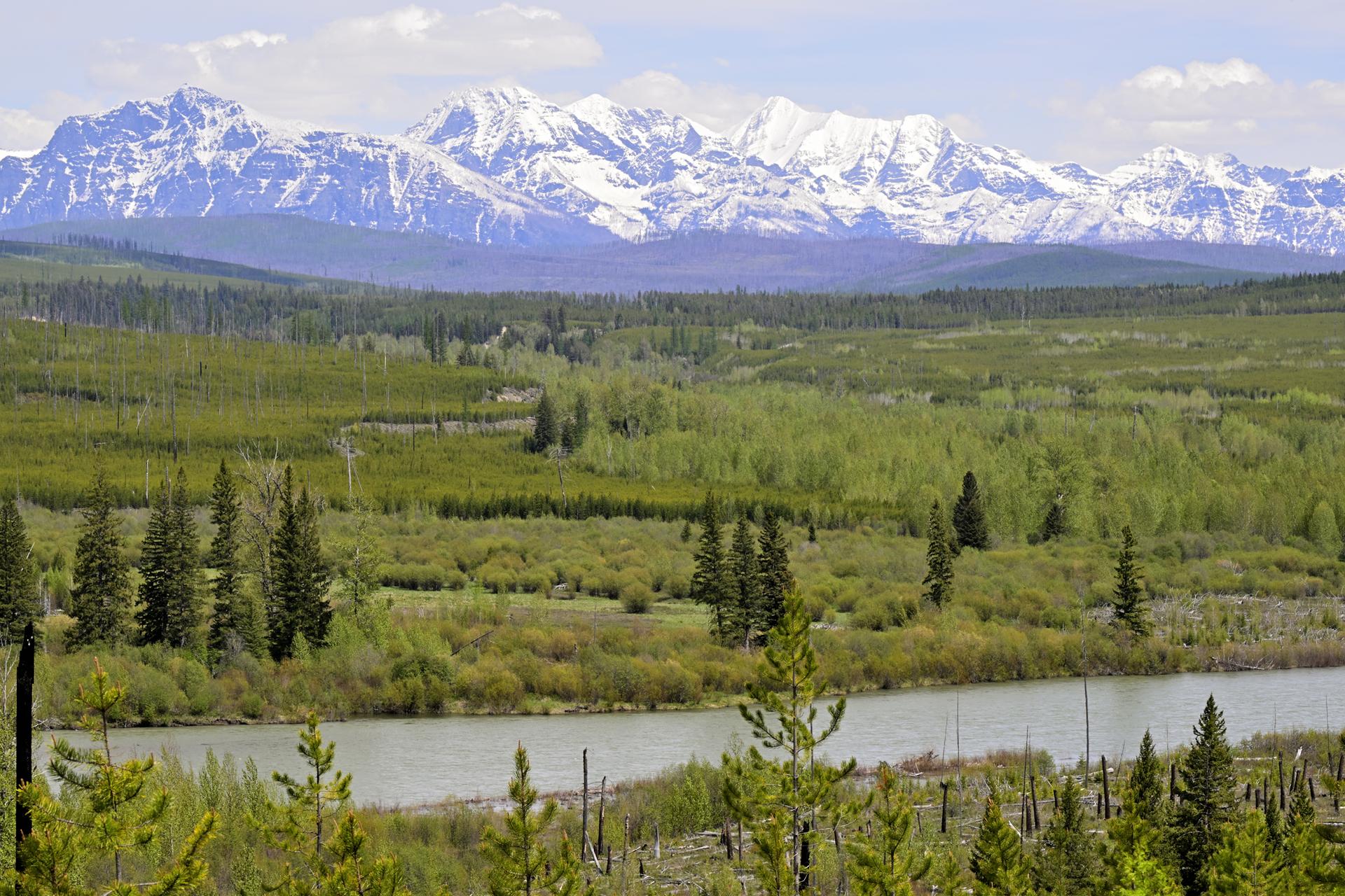 Wide river flows through green forest with snow-capped mountains in distance.