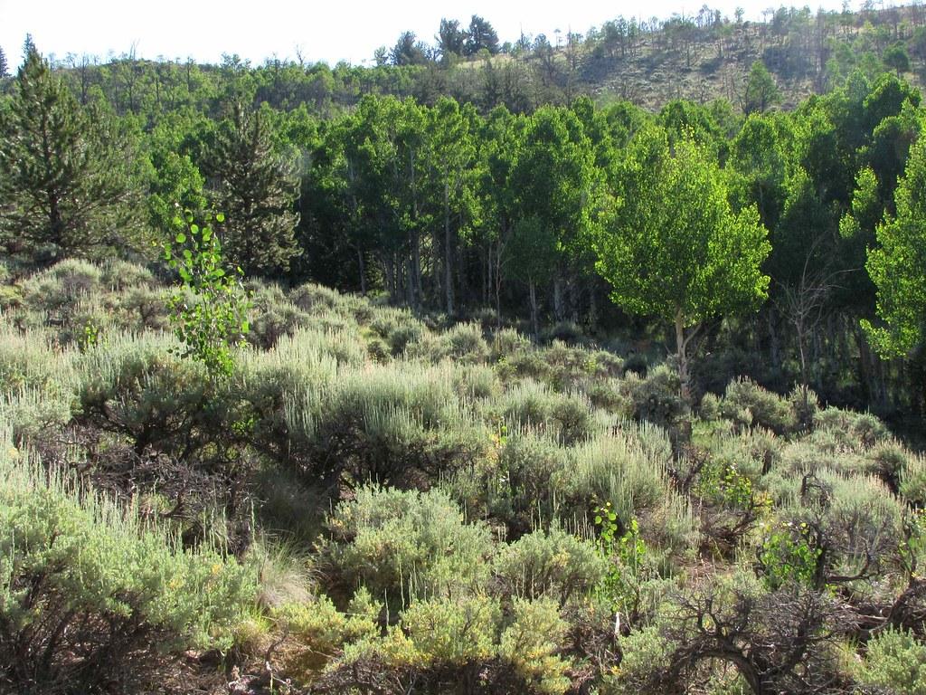 Sunny hillside with sagebrush and a dense forest of green trees.