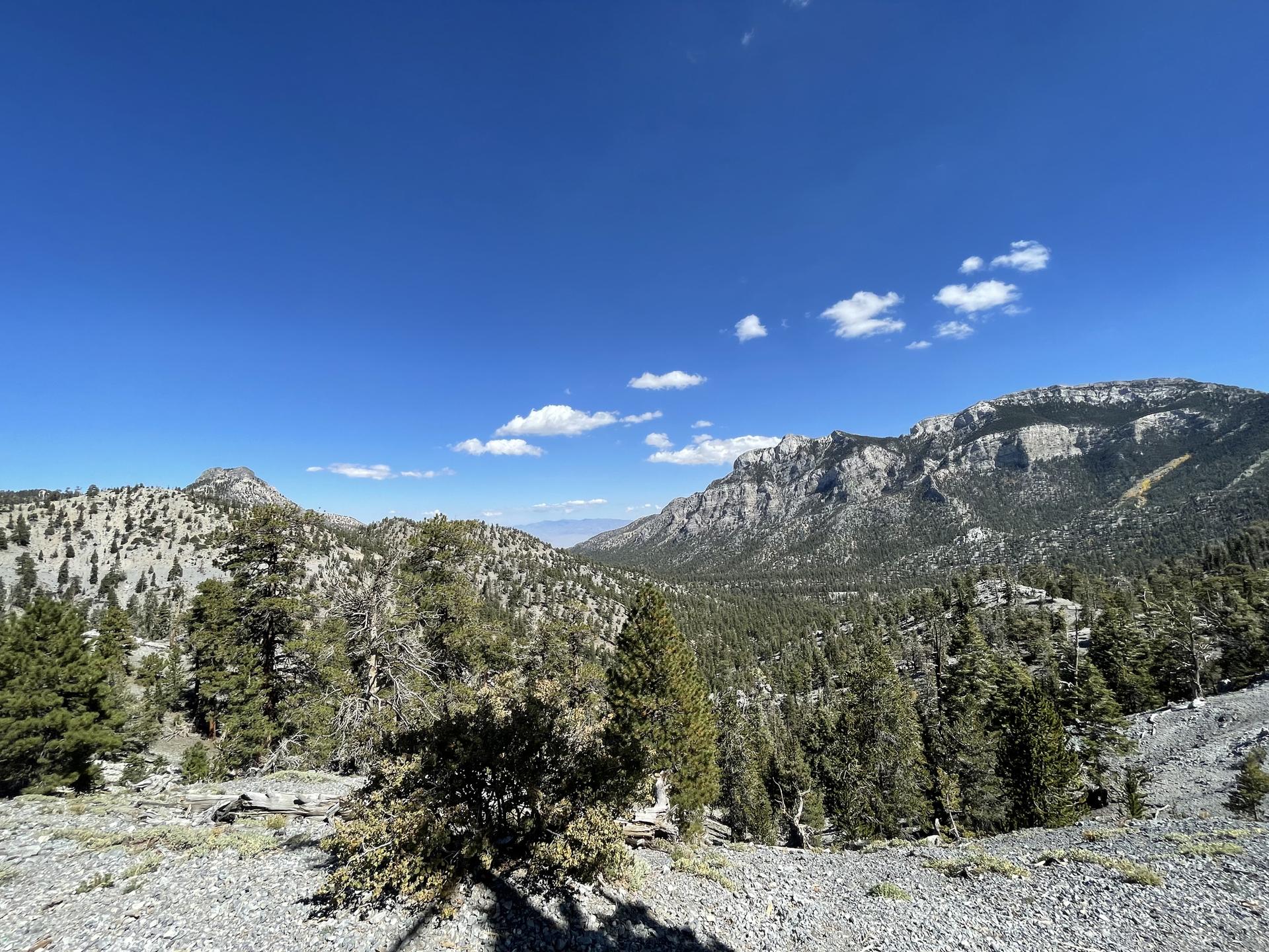 Expansive view of rocky mountains and evergreen trees under a bright blue sky.