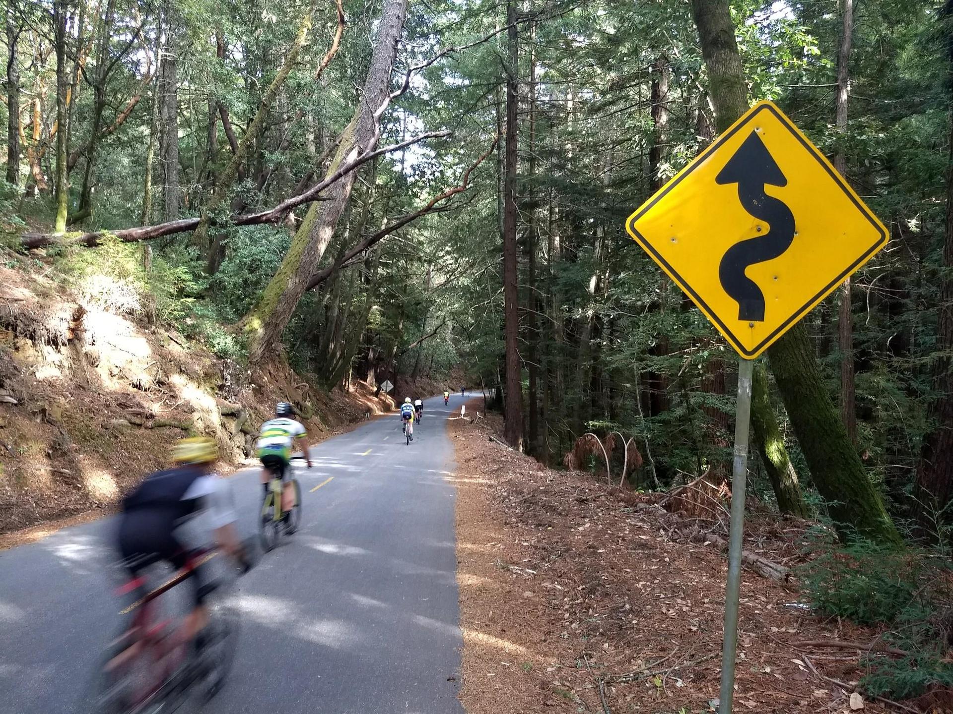 Cyclists on a paved road through a dense forest with a winding road sign.