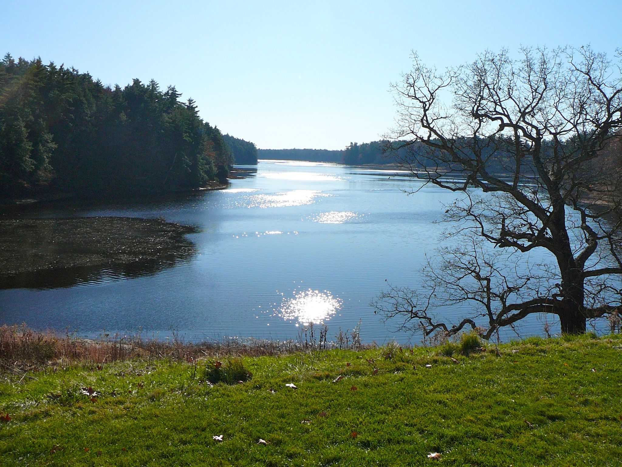Sunny water body with bright reflections, surrounded by dense forests and a grassy bank. - River Run and Bridle Path Loop