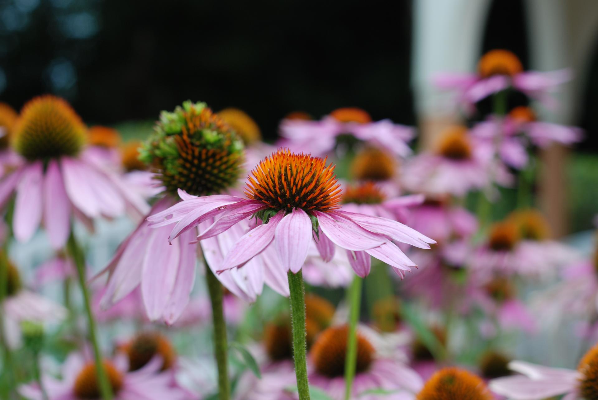 Close-up of purple coneflowers with orange and green centers in soft light.