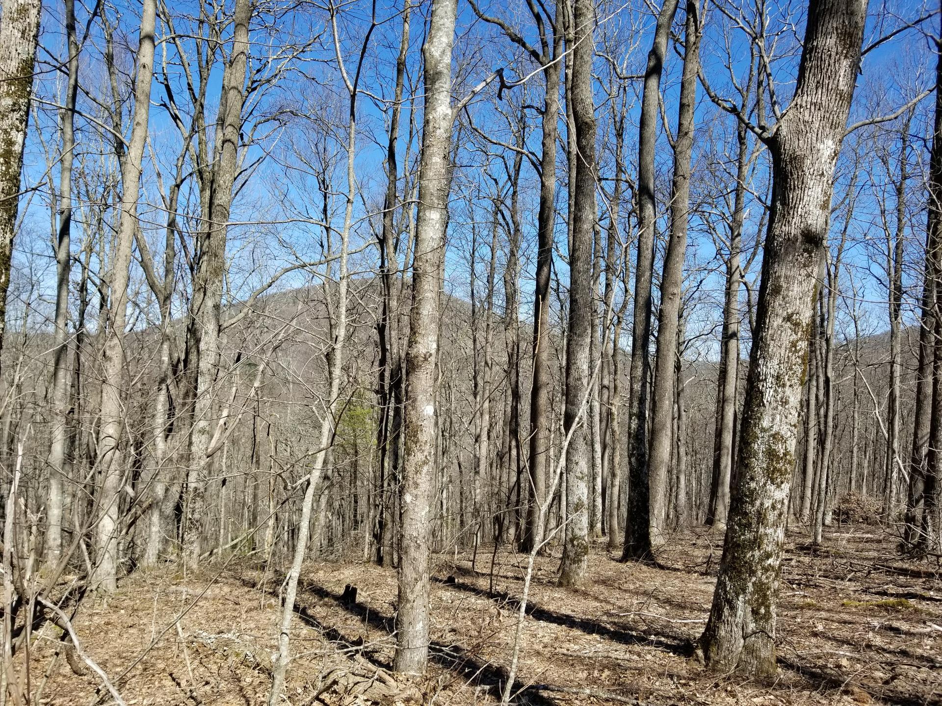 Bare trees in a sunlit forest with distant hills under a clear blue sky.
