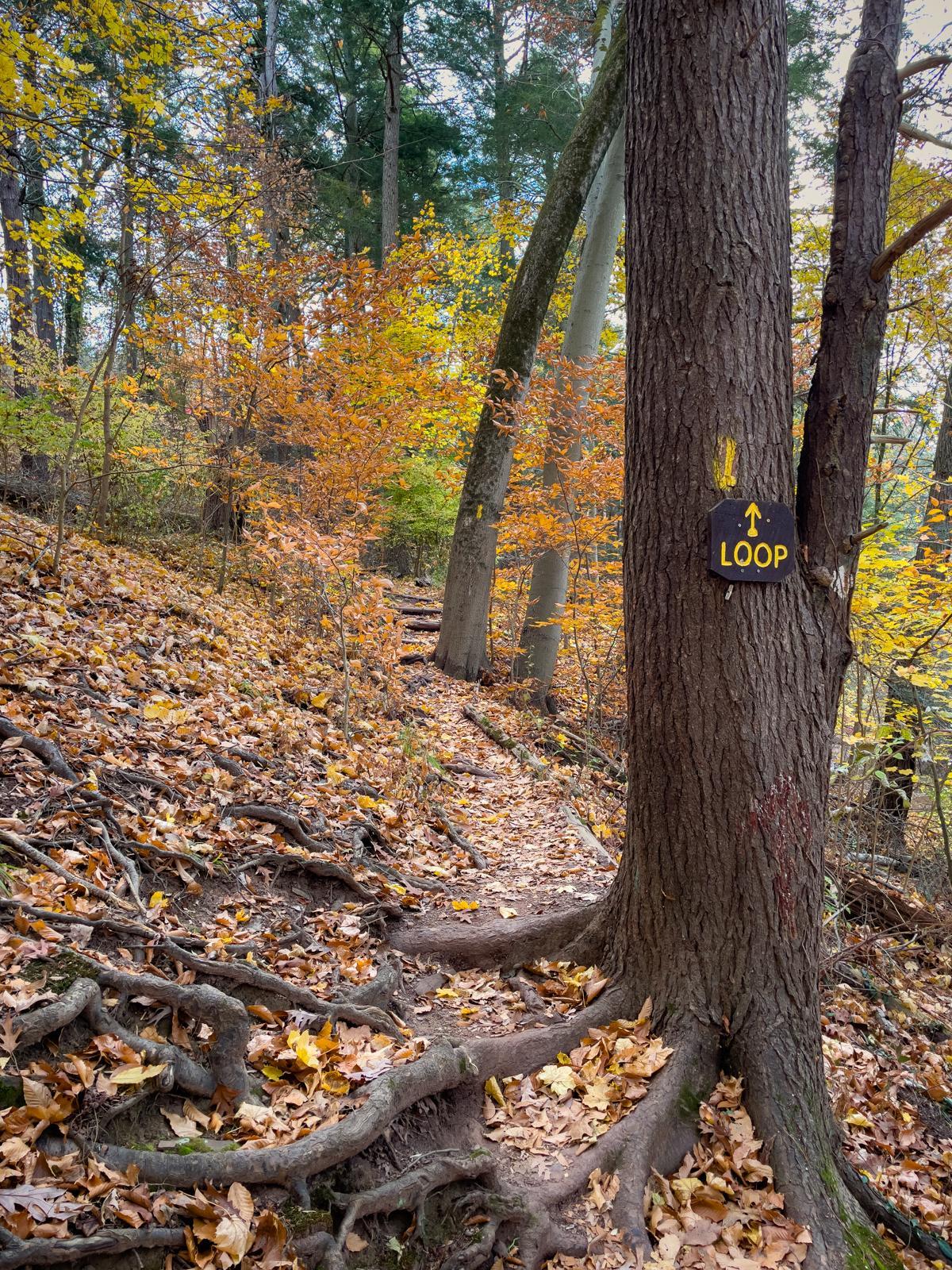 A forest path covered in autumn leaves, with a 'LOOP' sign on a tree.