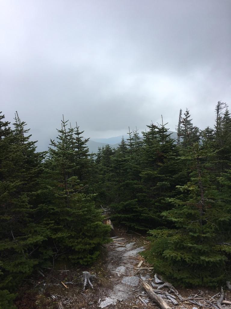 Narrow dirt path winding through dense evergreen forest under a cloudy sky.